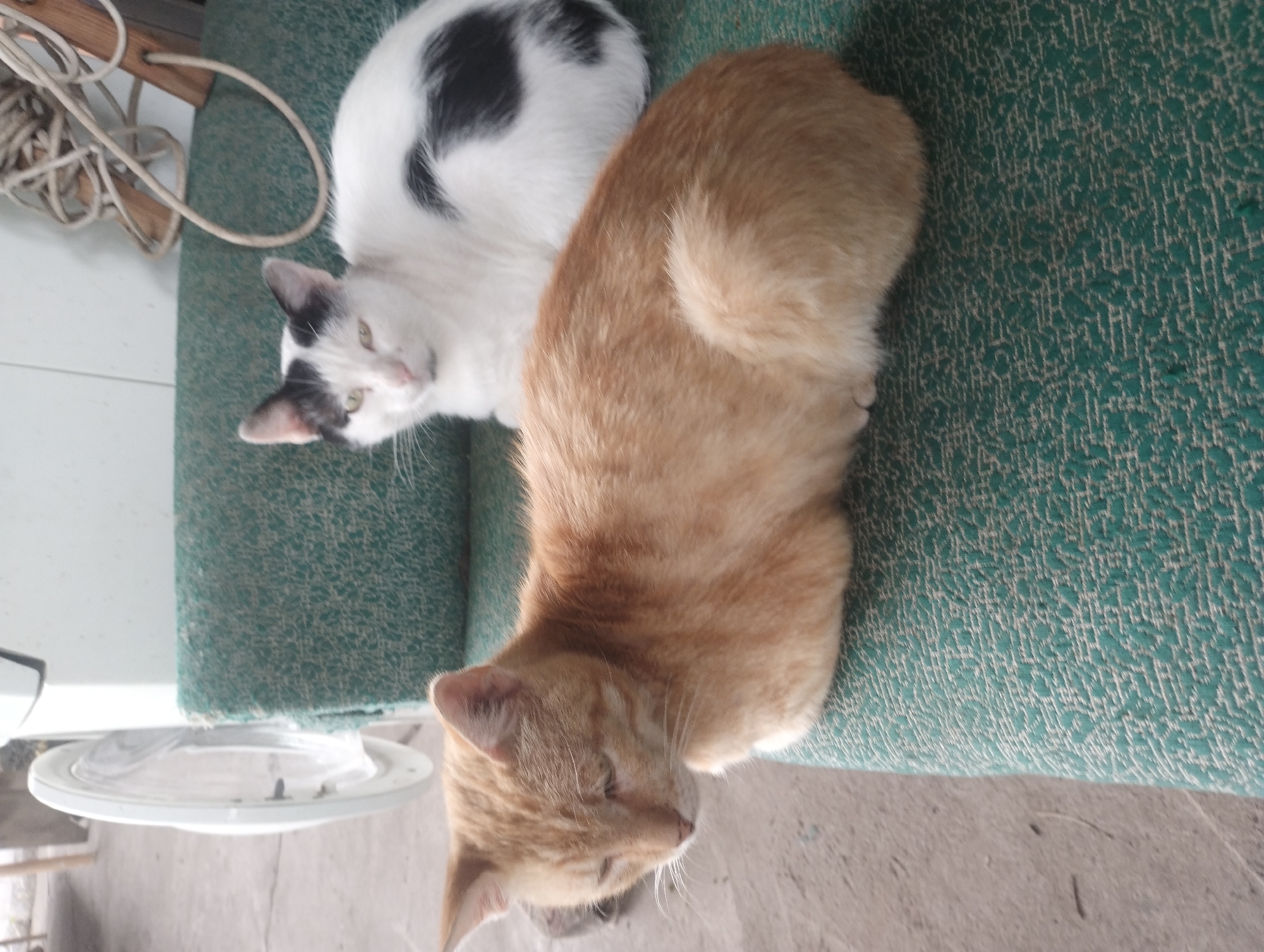 Two cats are resting on a green upholstered bench. In the background, a washing machine is visible with its door open. A coiled rope hangs from a wooden support on the right side of the image. The scene appears to be located outdoors, possibly in a yard or patio area, with a concrete floor. The precise location in the city of Bilany, Ukraine, is not discernible from the image itself.
