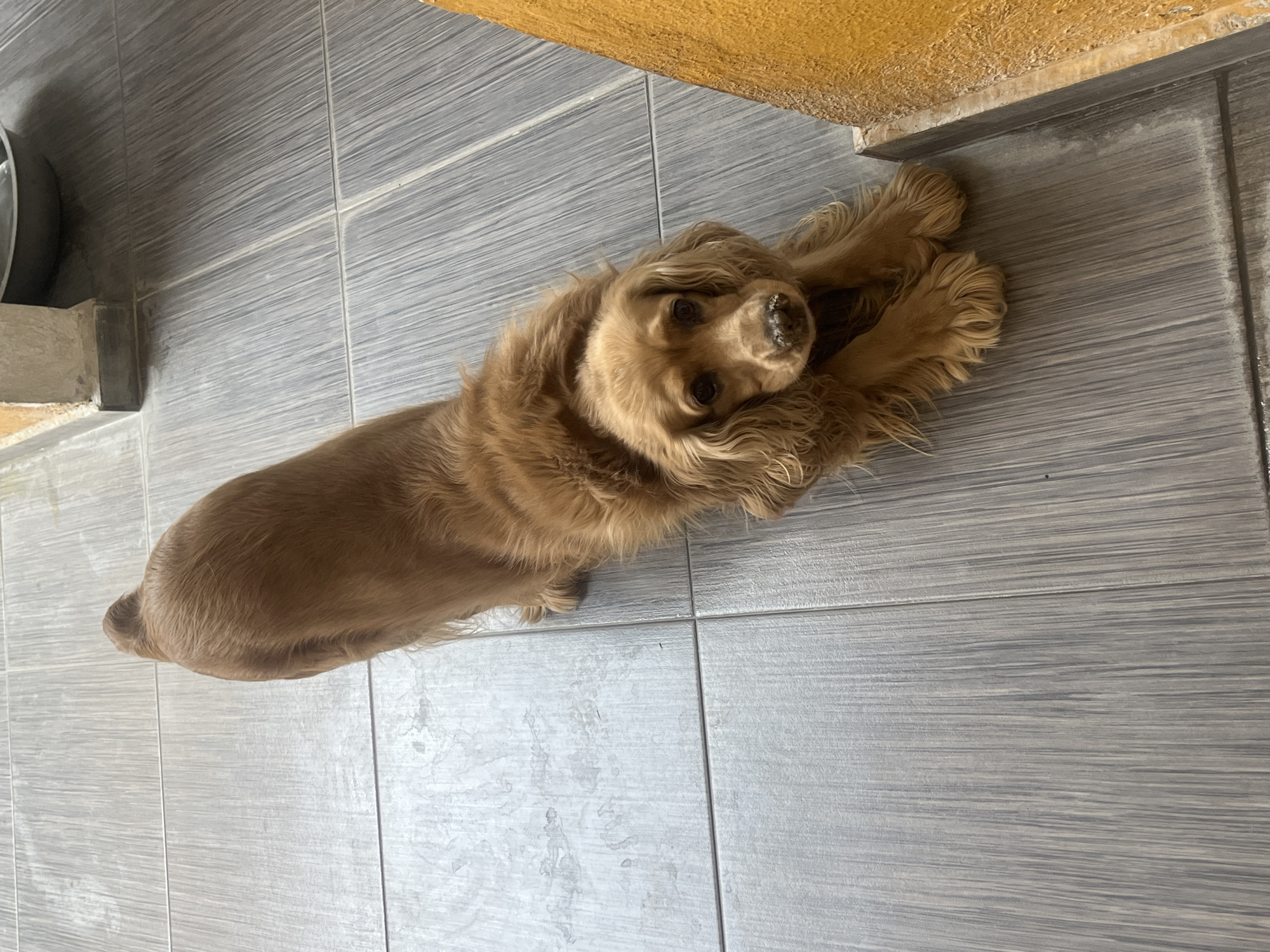 A golden-colored Cocker Spaniel lies on its back on a gray-tiled floor, with its paws extended upward and its head turned to face the camera. The floor tiles have a wood-grain texture. A yellow-colored wall or structure is partially visible in the upper right corner of the image. A gray metal object and a concrete structure are partially visible in the upper left. The location is Unknown, Unknown.