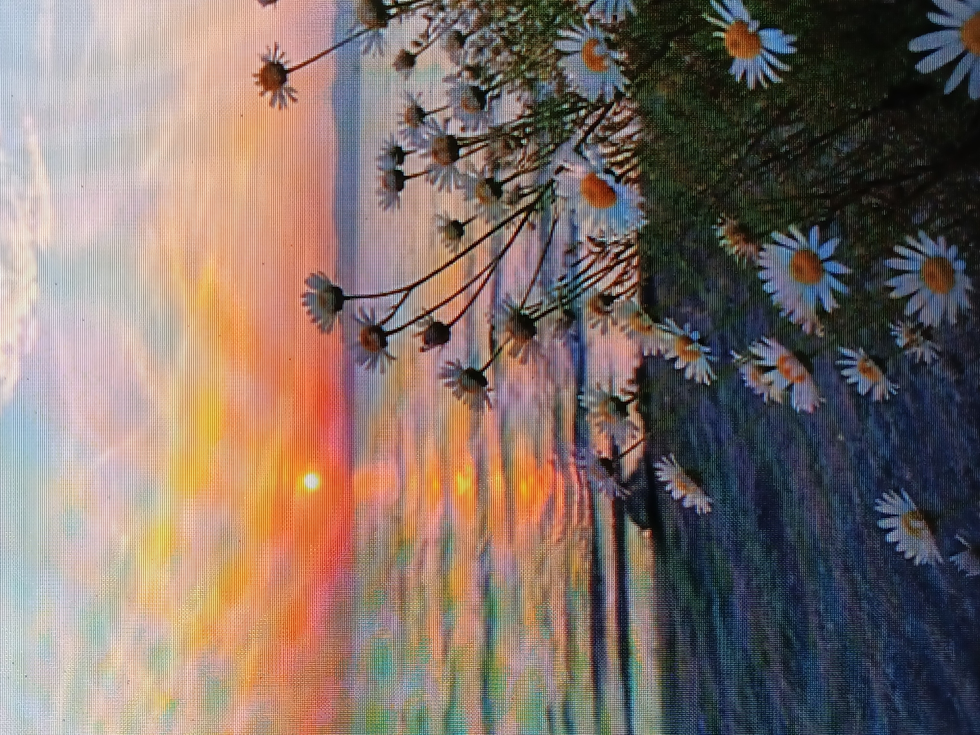 The image depicts a scene with a sunset on the left side and a field of daisies on the right. The sunset displays a gradient of colors ranging from blue to orange and red. The daisies have white petals and yellow centers. The image appears to be taken of a screen, as indicated by the visible pixel structure. The description should not include the location of Juan Griego, Venezuela, as the image doesn't provide enough information to determine the location.