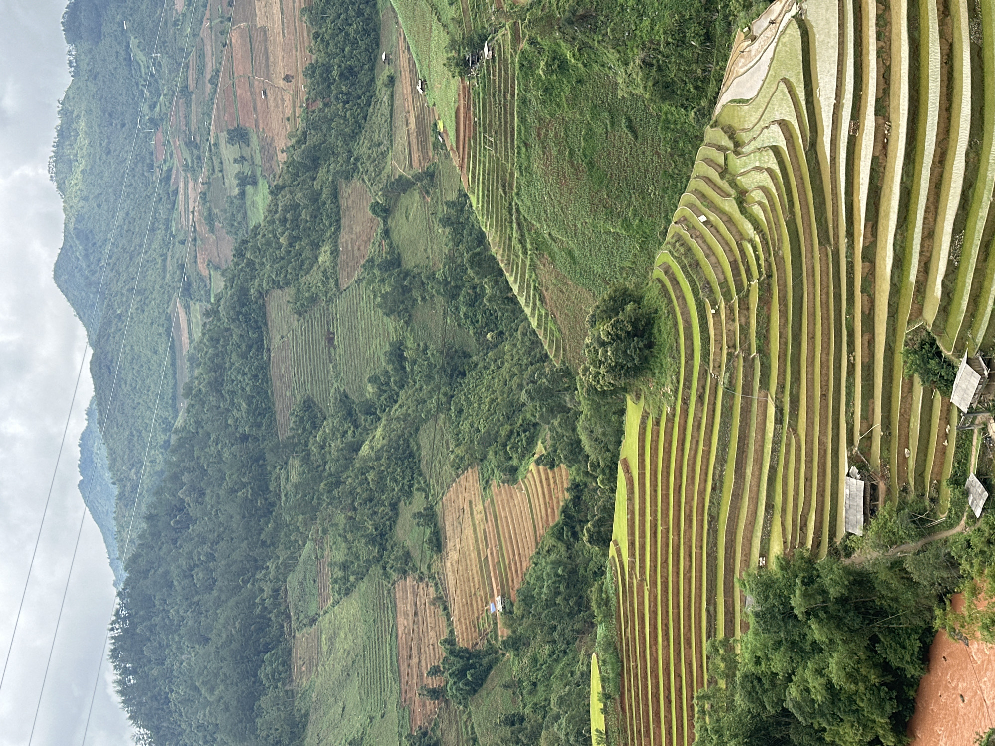 This vertical panoramic image depicts a vast agricultural landscape in Mù Cang Chải, Vietnam, characterized by extensive terraced rice fields and forested mountains under an overcast sky.
The foreground and mid-ground are dominated by numerous terraced fields, varying in color from vibrant green (indicating young rice plants or flooded paddies reflecting the sky) to earthy brown (suggesting recently tilled or fallow plots). Many terraces contain standing water, creating reflective surfaces. At the bottom left, a wide river with distinctly reddish-brown, muddy water flows, bordered by dense green foliage.
Several layers of mountains, heavily covered in dark green forests, recede into the background under a uniformly grey sky. Prominent white power lines with small insulators stretch diagonally across the upper and central sections of the frame. Scattered small, rustic huts or dwellings with dark roofs are visible within the terraced areas, particularly in the lower half of the image, with one distinct blue-roofed structure apparent in the mid-ground. Faint, small human figures are discernible in the lower-right section of the flooded terraces, engaged in activity. Narrow dirt paths are present, winding through the cultivated fields and near the structures.