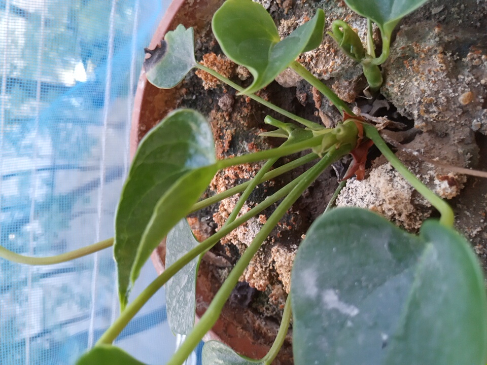 A close-up, high-angle shot focuses on a potted plant with several green leaves and stems, some of which are speckled with white. The plant is situated in a terracotta-colored pot filled with soil and small pebbles. In the background, a blue mesh screen is visible, suggesting the plant is placed outdoors or near a window. The scene is located in Angren, Uzbekistan, as indicated by the provided context.