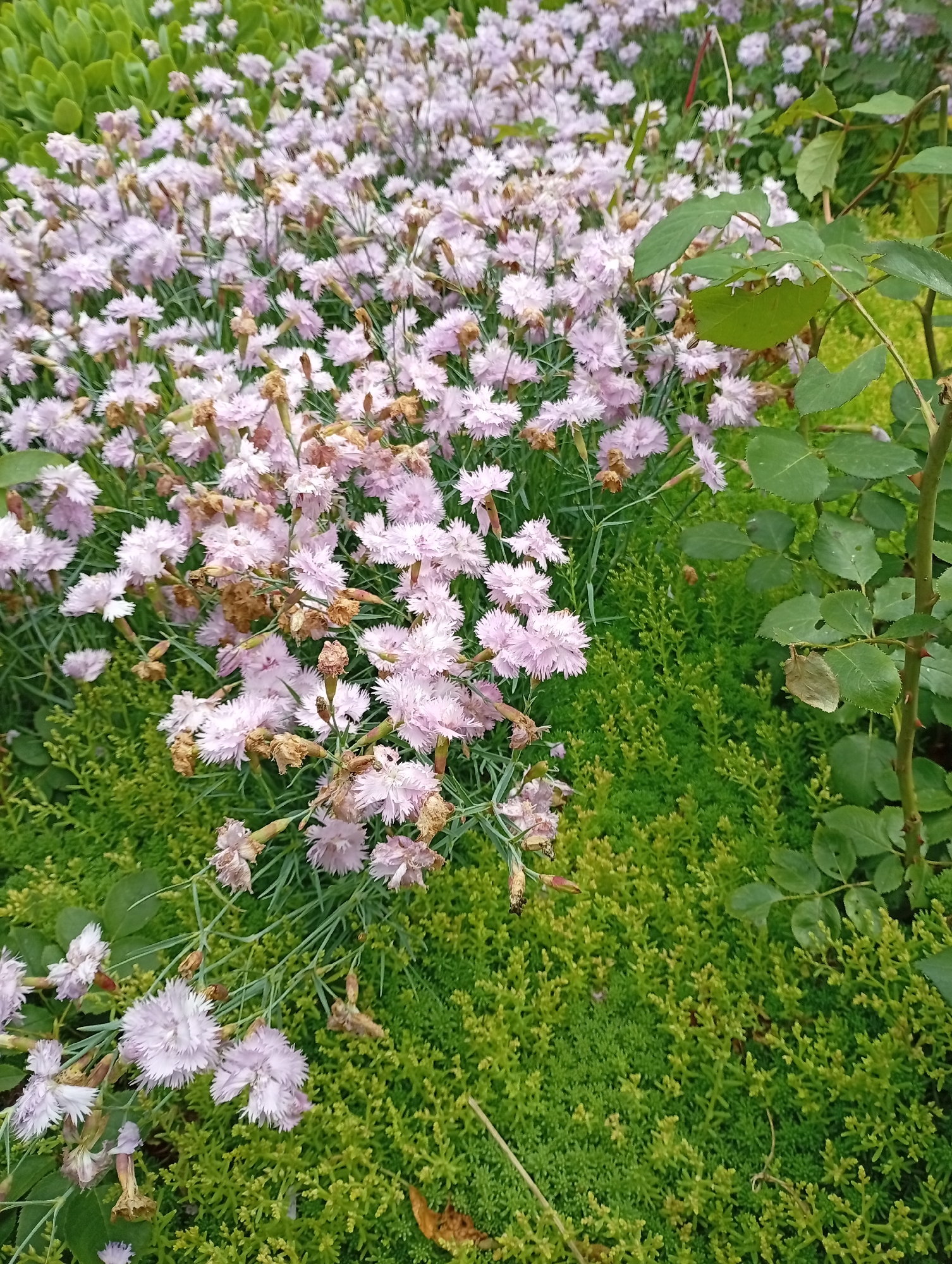 The image displays a close-up view of a vibrant garden scene, featuring a profusion of light pink, frilly flowers, likely a variety of Dianthus (often known as pinks or carnations). These numerous small blossoms, with their delicate, fringed petals, are scattered across the majority of the frame, supported by thin green stems. While many of the flowers are in full bloom, showcasing their soft, pastel hue, some exhibit signs of aging, with brown and dried flower heads interspersed among the fresh ones.
The flowering plants are set against a rich tapestry of green foliage. In the lower right and intertwined with the pink flowers, a dense groundcover with small, bright green, almost chartreuse-colored leaves adds a textural element. To the right, a plant with larger, darker green leaves and a thicker stem bearing small thorns is visible, possibly belonging to a rose bush. Another type of lush green foliage occupies the upper left corner.
The lighting suggests a bright day, highlighting the natural colors and textures of the plants. The image captures a section of a garden, emphasizing the beauty and growth of the various flora. There are no people, animals, or visible text in the scene. This garden is located in Gorkaya-Balka, Russia.