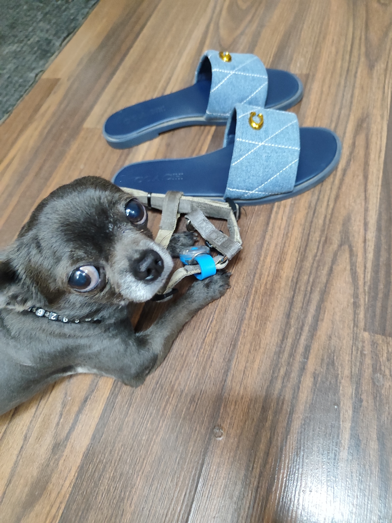 The image shows a small, dark gray dog with large, wide eyes lying on a wooden floor. The dog is wearing a grey harness with a blue tag and a black collar with white numbers. Next to the dog are two blue slides with light blue denim-like straps adorned with white stitching and gold embellishments. The scene takes place indoors, on a wooden floor, and there is a glimpse of a dark rug or carpet in the upper left corner. The dog's gaze is directed upwards, towards the camera. There are no people or any identifiable elements that would suggest a specific location in Almaty, Kazakhstan.