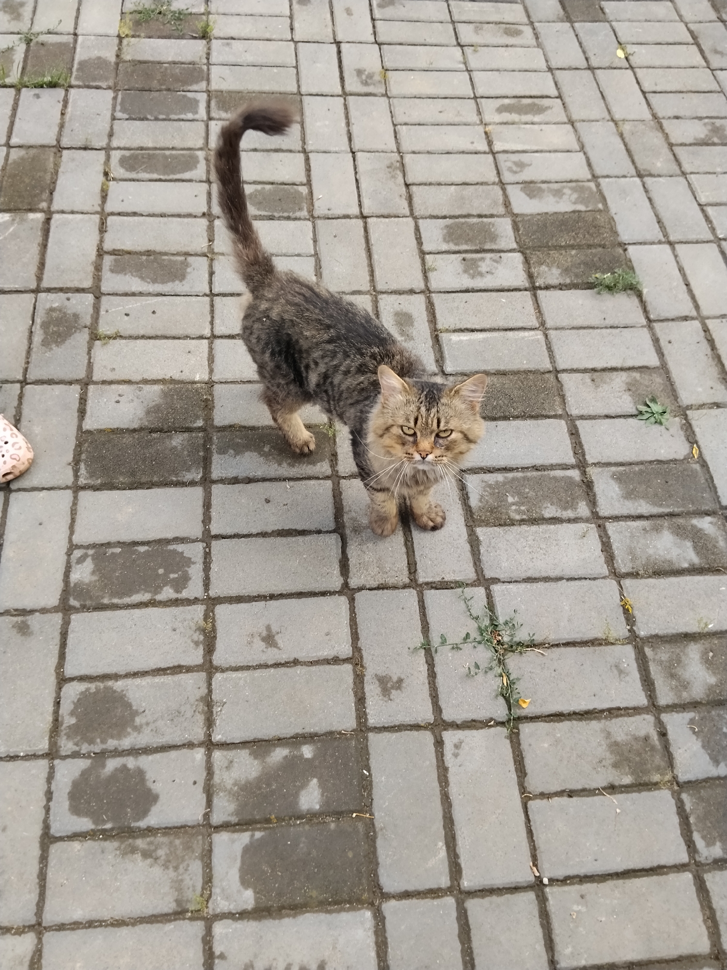 The image shows a medium-haired tabby cat standing on a grey paver stone walkway. The cat is facing the camera with its tail raised and curved. The walkway appears to be outdoors, possibly in a park or residential area, as evidenced by sparse green vegetation growing between some of the pavers. There are some damp patches on the pavers, suggesting recent rain or watering. To the left of the cat, a light-colored shoe with a patterned design is visible. The background consists of more paver stones and hints of greenery. The scene is likely in Kokshetau, Kazakhstan, given the provided context, but no specific landmarks or identifying features of the city are present in the image.