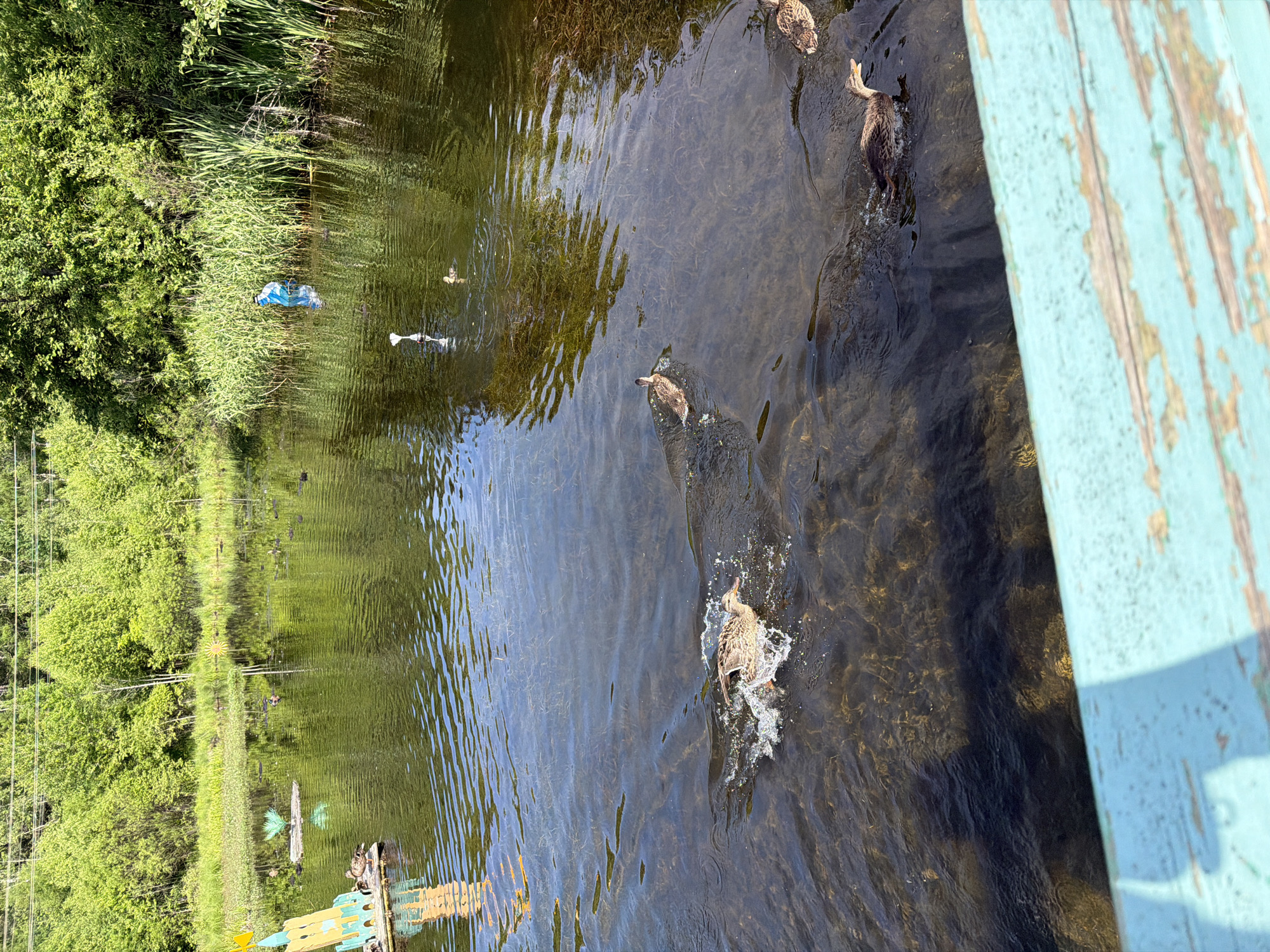 In the city of Kul'dur, Russia, a body of water is observed with several ducks swimming. In the foreground, a portion of a weathered turquoise wooden railing is visible. The water is dark and appears shallow, with submerged vegetation visible beneath the surface. In the midground, a few ducks are scattered across the water, with one duck actively splashing as it swims. To the left, a colorful, cartoonish structure resembling a castle is partially submerged at the water's edge, with a few more ducks gathered on it. Further back, along the opposite bank, dense green trees and reeds form a natural boundary. A blue figure, possibly a scarecrow or a decoration, stands partially submerged amongst the reeds. The sky is bright and appears to be daytime, with sunlight reflecting off the water.