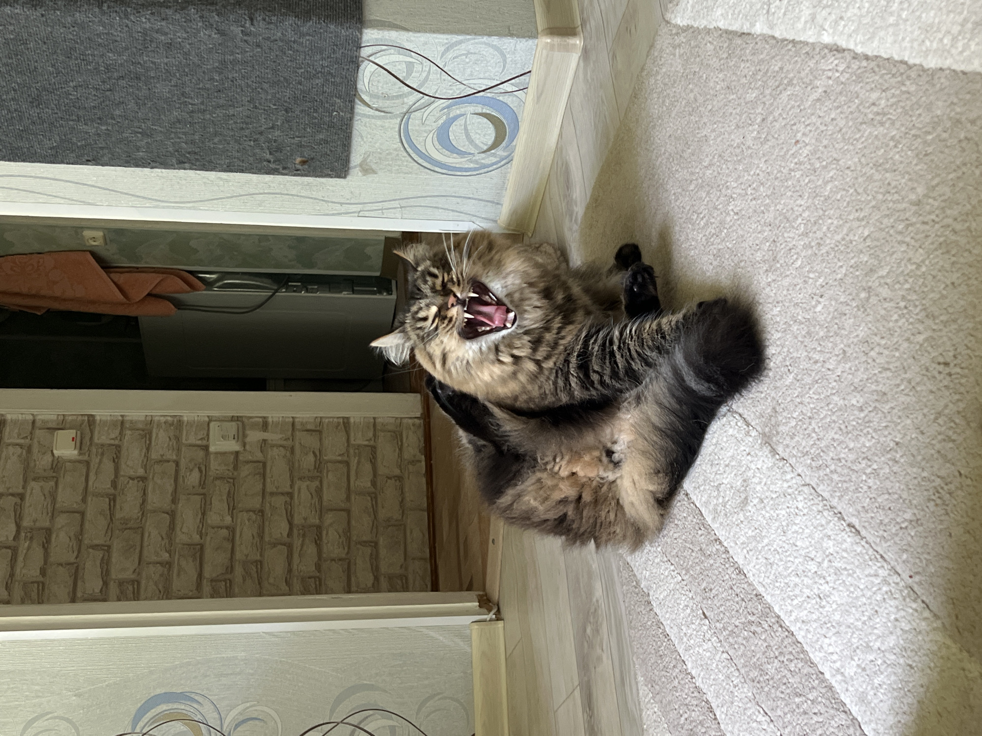 A medium shot shows a furry, brown tabby cat lying on a light beige carpet with its mouth wide open. The cat is positioned near a wall with light blue and white patterned wallpaper, a light-colored wooden door frame, and a section of light brown brick-patterned wallpaper. A gray doormat is also visible in the top left corner. The scene appears to be indoors. The city of Chaikovsky, Russia, cannot be determined from the image.