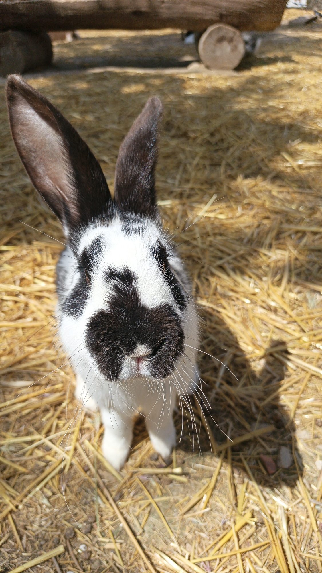A black and white rabbit stands on straw in direct sunlight. The rabbit is mostly white with black markings on its face and ears. The rabbit's shadow is cast on the straw. A fallen log is in the background. It is daytime. The location is Sevastopol, Ukraine.