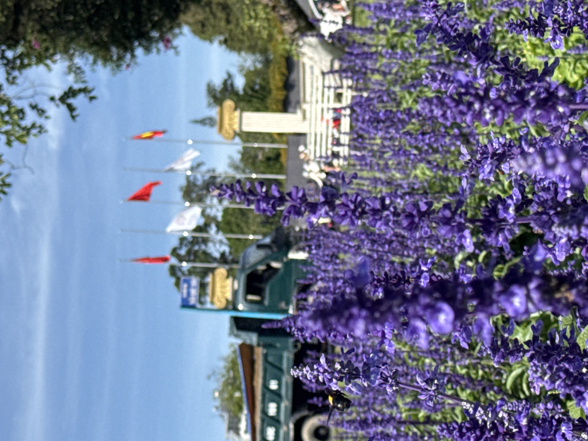 In the foreground of the image is a dense field of blooming lavender flowers. In the mid-ground, a green dump truck is parked, and beyond that, several flags are visible on poles. In the far background, a neoclassical architectural element, possibly a column, stands against a bright blue sky with scattered clouds. The setting appears to be an outdoor public space in Da Lat, Vietnam, characterized by its floral scenery and open sky.