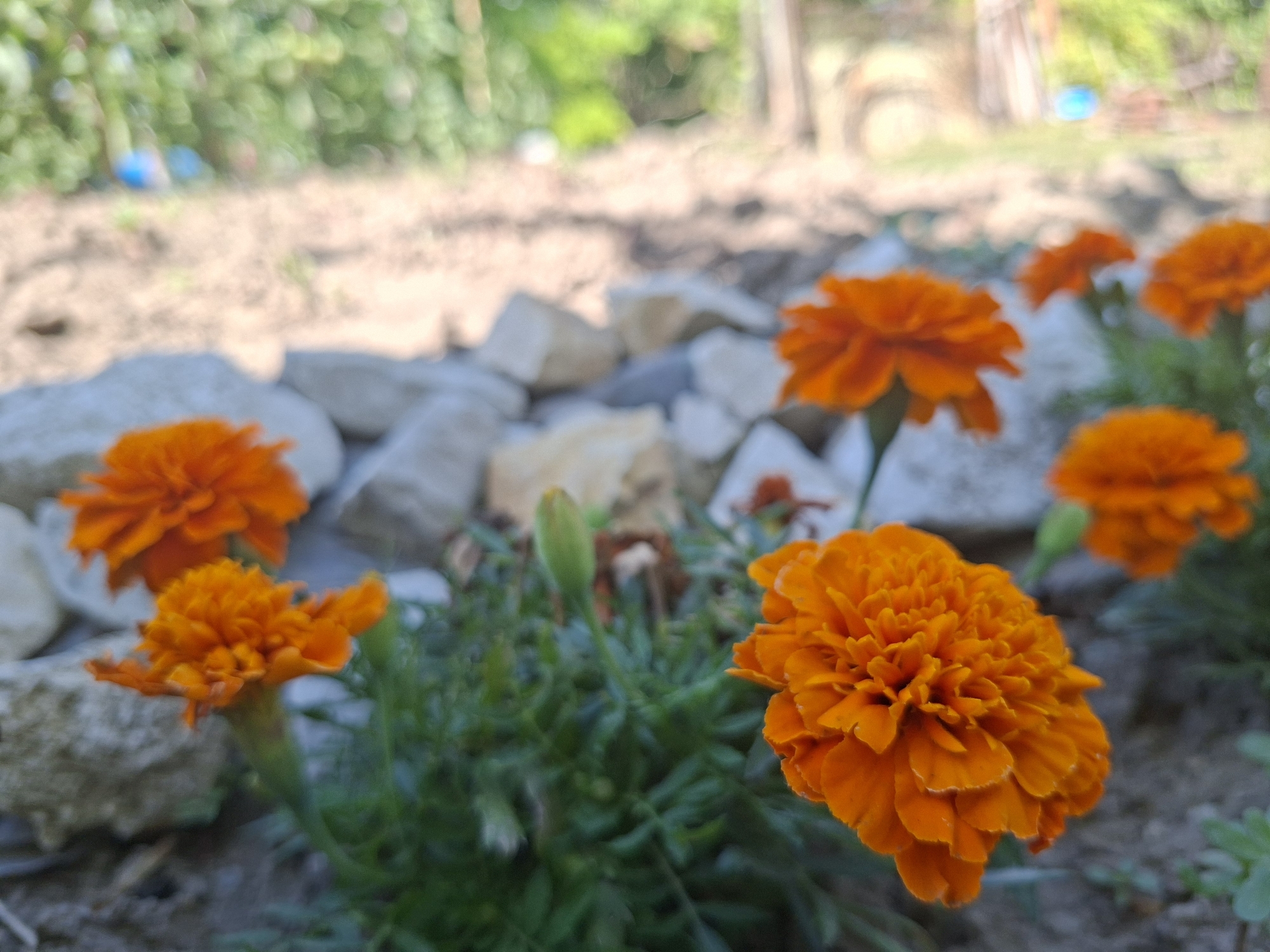 In Bojuritsa, Bulgaria, a close-up, low-angle shot captures several bright orange marigold flowers in a garden. The flowers are in various stages of bloom, with some fully open and others still forming. The foreground is dominated by a large, fully bloomed marigold on the right, its petals densely packed. To its left, another marigold is partially visible, also in bloom. In the background, out of focus, are more marigolds and green foliage, along with scattered light-colored rocks and loose soil. The lighting suggests a sunny day, with soft shadows. The scene is peaceful and natural, depicting a small section of a garden.