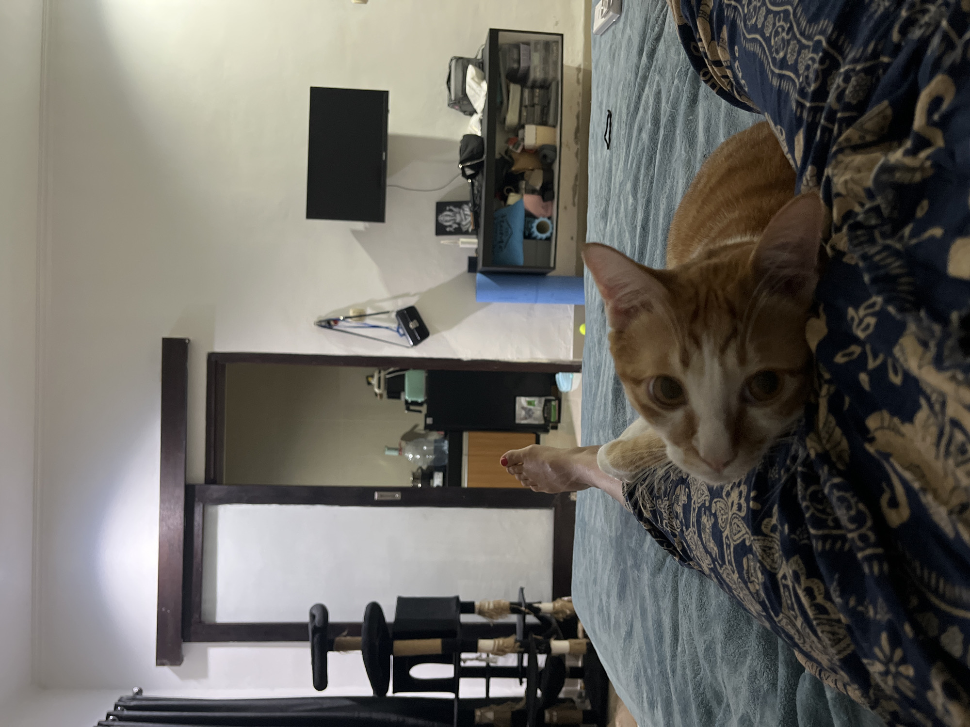 The scene is a room in Kuta Selatan, Indonesia. An orange and white cat is resting on a person's lap, which is covered with blue patterned fabric and lying on a blue bed. A foot with red nail polish is visible behind the cat. The background includes a doorway with exercise equipment in front, a wall-mounted TV, and a black shelf unit with various items.