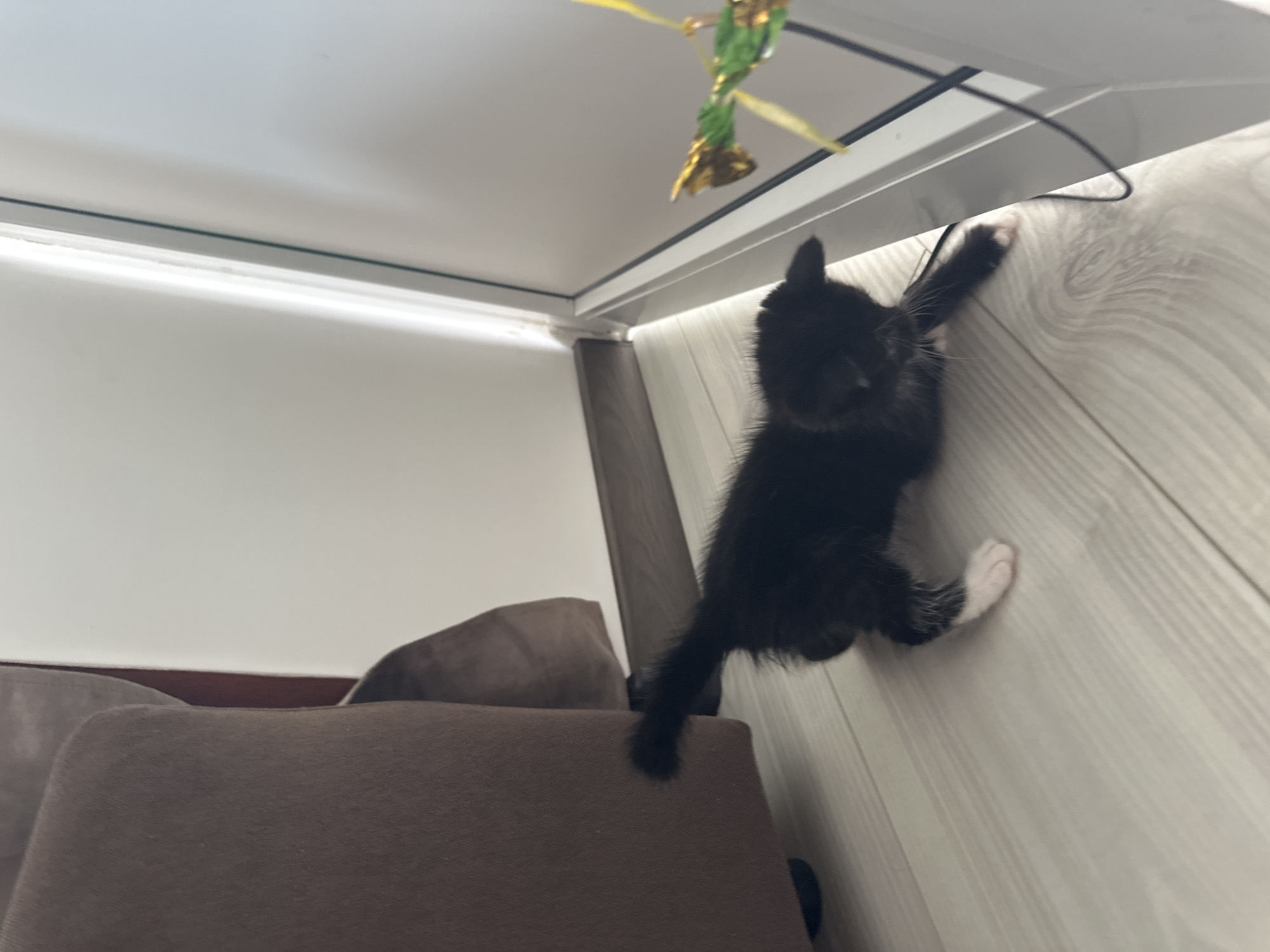 A black and white kitten is playing with a toy on a wooden floor inside a room. The kitten is on its belly, with its front paws extended towards a colorful toy that dangles from a string. The kitten has white paws. To the left of the kitten is a large, brown upholstered piece of furniture, possibly a sofa or armchair. The background consists of a white wall and a large window or glass door. The lighting suggests it is daytime, with natural light illuminating the scene. The location in the city of Новое, Russia is not discernible from the image.