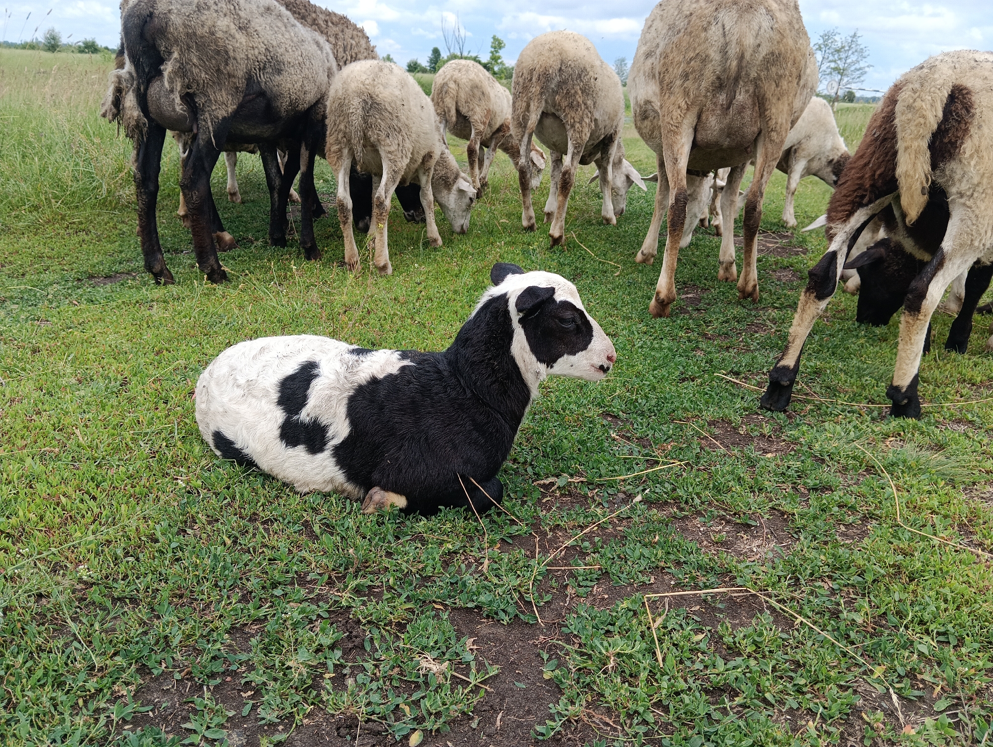An adult flock of sheep graze on a grassy field under a cloudy sky. In the foreground, a lamb rests on the grass. The lamb has black and white markings on its face and body. The flock of sheep are mostly facing away from the camera, with their heads down grazing. The background shows a tree and a fence in the distance. The overall scene is one of a peaceful pastoral landscape.