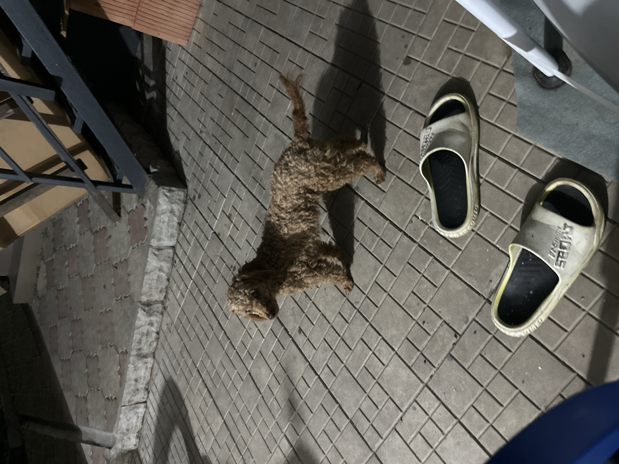 A small, curly-haired, brown dog stands on a paved patio. The patio is made of square tiles. To the left of the dog are two flip-flops. Behind the dog, a set of dark metal stairs leads upwards. The environment appears to be outdoors, possibly a backyard or patio area. The image is taken at night, as indicated by the shadows and artificial lighting. There is no specific indication of the location being in Pîrlița, Moldova, beyond what was provided in the prompt.