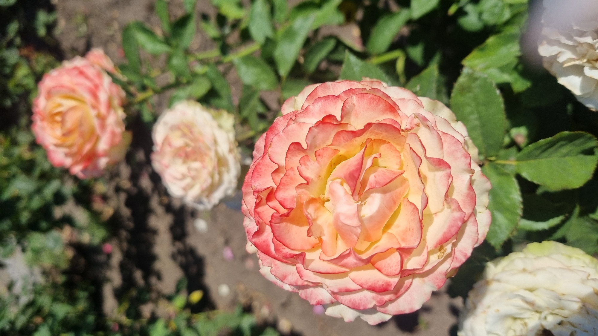 A close-up, vertical shot of a vibrant bicolor rose is the main subject, dominating the foreground with its intricately layered petals transitioning from a creamy yellow center to delicate pink edges. The rose is in full bloom, its petals soft and wavy, catching the sunlight. Behind it, slightly out of focus, are two more roses of similar coloration, one a soft pink and cream, the other a muted peach and pink. These are nestled amongst lush green rose leaves and stems. The background consists of blurred earthy soil and shadows, suggesting an outdoor garden setting. The lighting is bright, indicating a sunny day. The image appears to have been taken in a park or garden in Smila, Ukraine, possibly during a warm season. There are no people or animals visible in the frame.