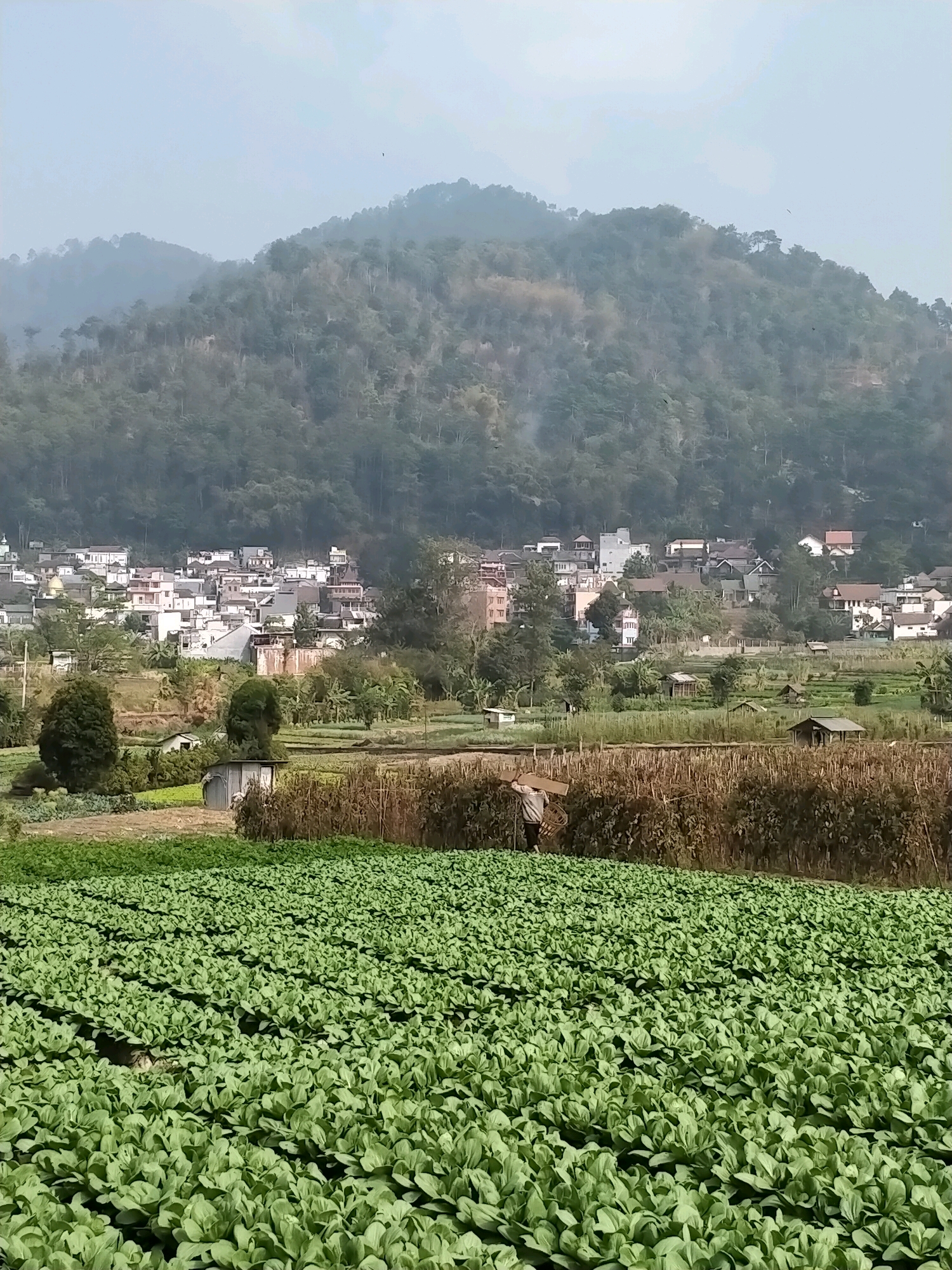 A wide shot captures a lush green field of leafy vegetables in the foreground, stretching towards a hazy, mountainous landscape. The field is densely populated with uniformly grown plants, suggesting a cultivated agricultural area. Behind the field, a mid-ground reveals a scattering of small buildings and structures, some appearing residential and others possibly agricultural sheds, nestled among trees and smaller cultivated plots. Further back, a more densely populated village or town emerges, with buildings of various sizes and architectural styles dotting the hillside. The background is dominated by rolling hills and mountains, shrouded in a soft mist or haze, with a few trees visible on their slopes. The sky is a pale, overcast gray, with a faint hint of light suggesting daytime. One person, appearing to be a farmer, is visible in the mid-ground, carrying a flat, rectangular object and a basket, walking through a field of dry, brown plants. The overall scene depicts a rural or semi-rural environment characterized by agriculture and a distant settlement against a natural, mountainous backdrop. This scene is consistent with agricultural areas in the city of Batu, Indonesia, known for its vegetable farming and scenic highland landscapes.