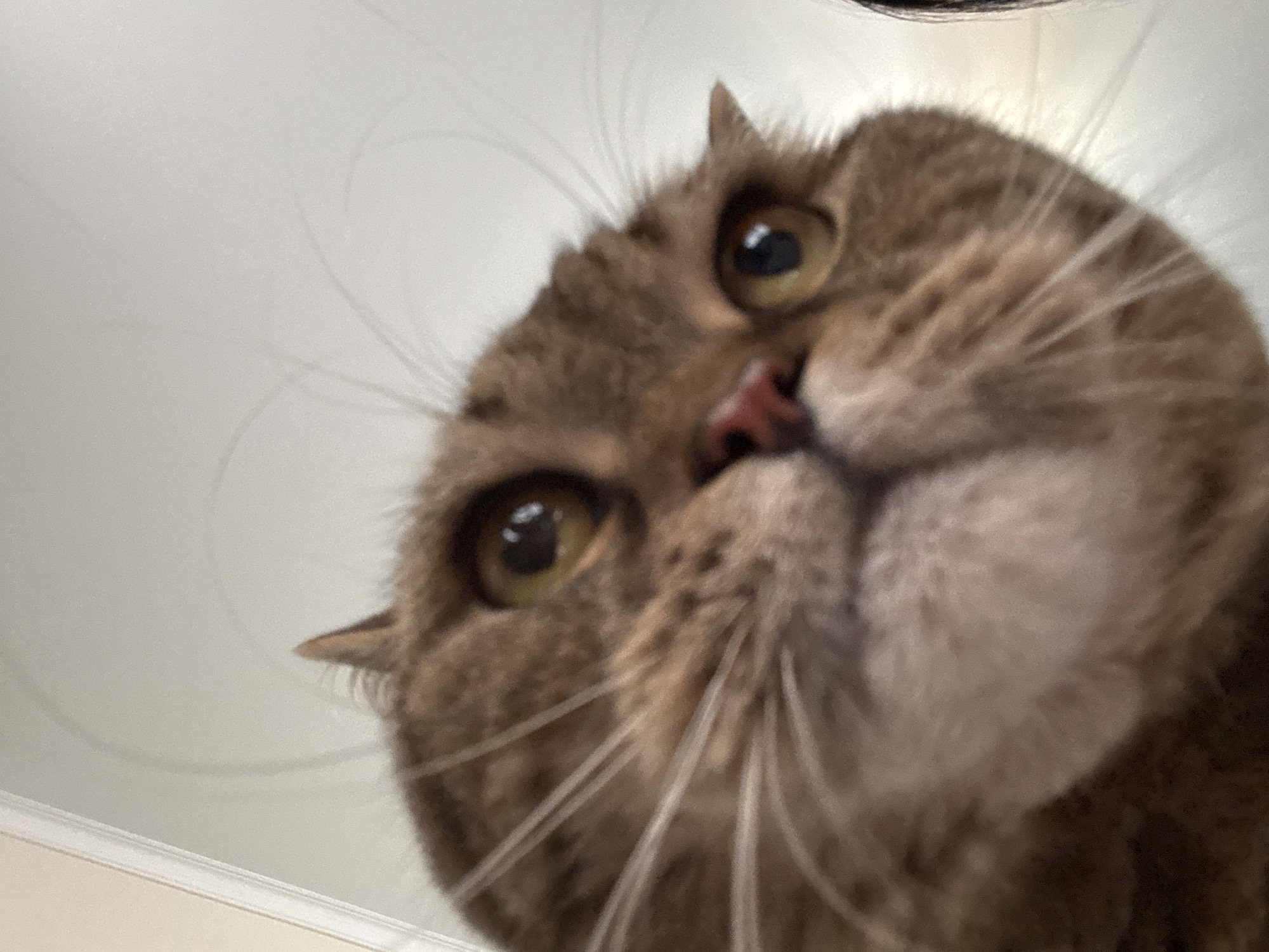 A close-up, low-angle shot captures a brown tabby cat's face as it looks directly into the camera. The cat's fur is a mix of brown and tan with darker tabby markings. Its eyes are wide and yellow, with black pupils. The cat's nose is a reddish-pink. The background is a plain, light-colored wall, possibly a ceiling, with a white trim line visible along the top edge. No specific location in Mikhaylovsk, Russia, can be determined from the image.