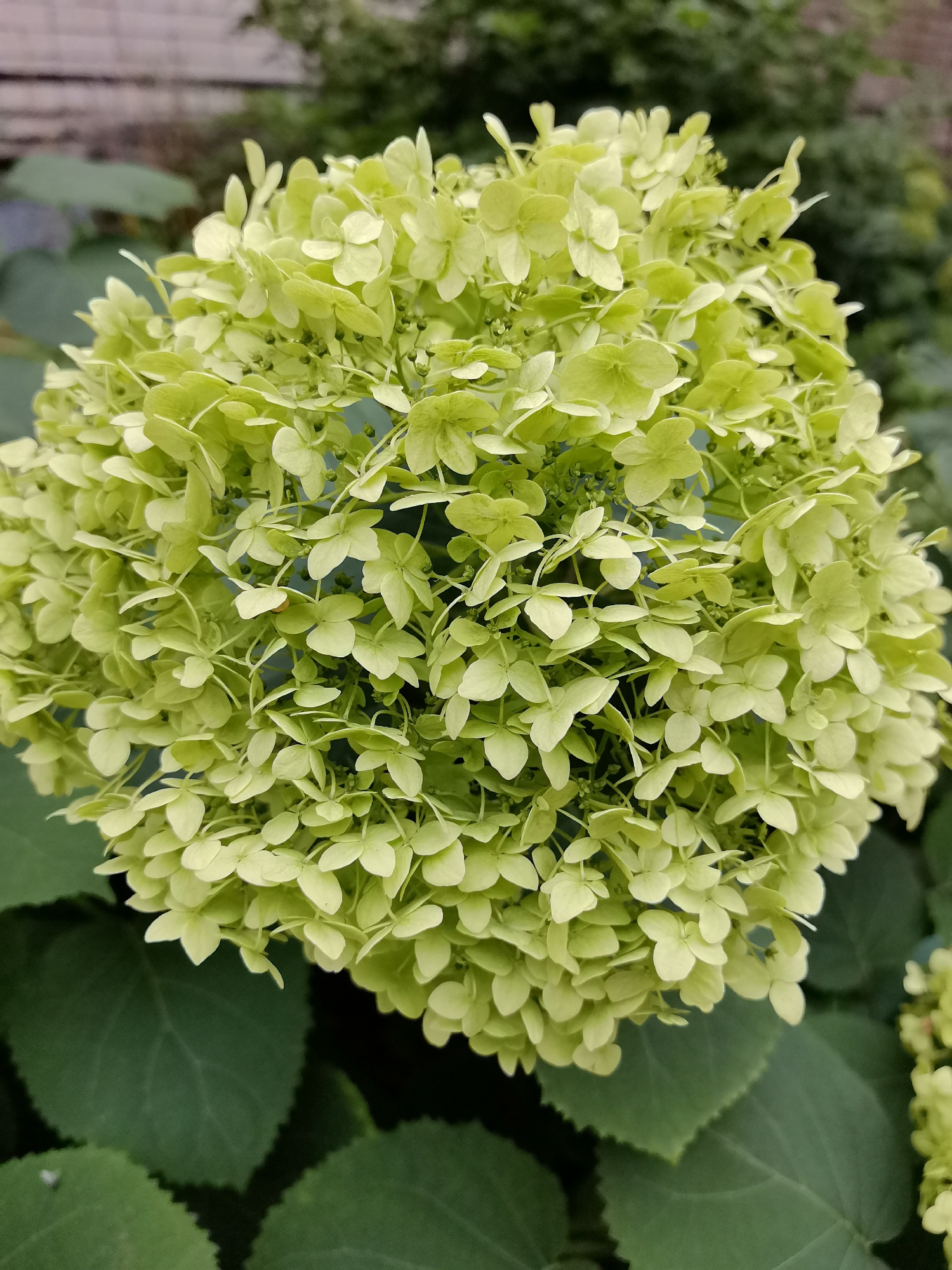 A close-up, overhead view captures a spherical cluster of light green hydrangea flowers. The bloom is dense, with numerous small, delicate petals arranged in a rounded formation. The background is softly blurred, showing hints of darker green foliage and a muted, horizontal wooden texture, possibly a fence or wall. The lighting is natural and diffused, highlighting the subtle color variations and textures of the petals. No people are present. The image is a photograph of a plant in a garden setting.