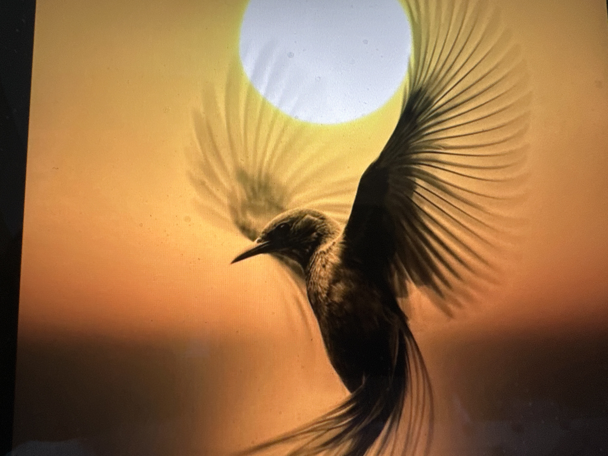 A hummingbird with its wings spread wide is captured in mid-flight against a backdrop of a vibrant orange sky, illuminated by a large, bright sun. The sun, a prominent circle in the upper portion of the image, casts a soft glow and creates ethereal, wing-like shadows behind the bird. The hummingbird itself is a dark silhouette, its feathers appearing detailed and its long, thin beak pointed forward. Its tail feathers are elongated and fanned out, adding to the sense of motion and grace. The background transitions from a bright orange near the sun to a darker, more muted orange and brown towards the bottom, suggesting a sunset or sunrise. The scene evokes a feeling of tranquility and awe, capturing a fleeting moment of natural beauty. There are no people or visible text in the image. The context provided places this scene in Mengwi, Indonesia.