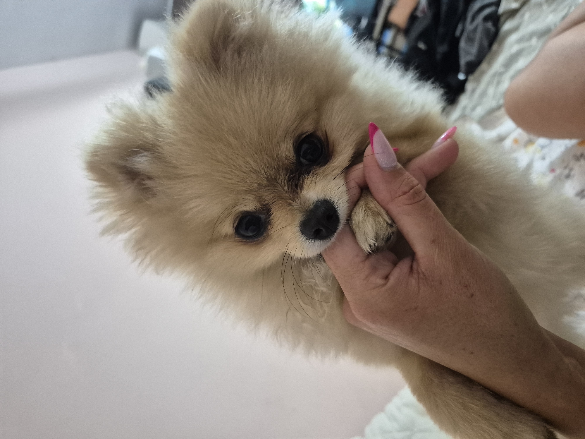A light brown Pomeranian puppy is being held by a person's hand. The puppy is biting or mouthing the person's fingers. The puppy has dark eyes and a black nose. The person's hand has manicured nails with a pink and white French tip design. The background appears to be an indoor setting with a light-colored wall and bedding. There is no identifiable information to place this image in Burgas, Bulgaria.