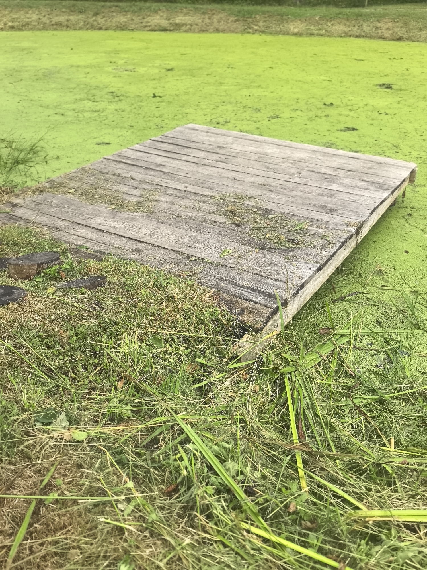 A rustic wooden dock extends from a grassy bank into a pond covered with bright green algae. The dock is made of weathered planks, with some grass and debris scattered on its surface. The pond is a vibrant green, suggesting a healthy aquatic ecosystem. The surrounding area is lush with green grass and some taller reeds near the water's edge. The scene appears peaceful and natural, typical of a rural setting. The location is Камянюцкі сельскі Савет, Belarus.