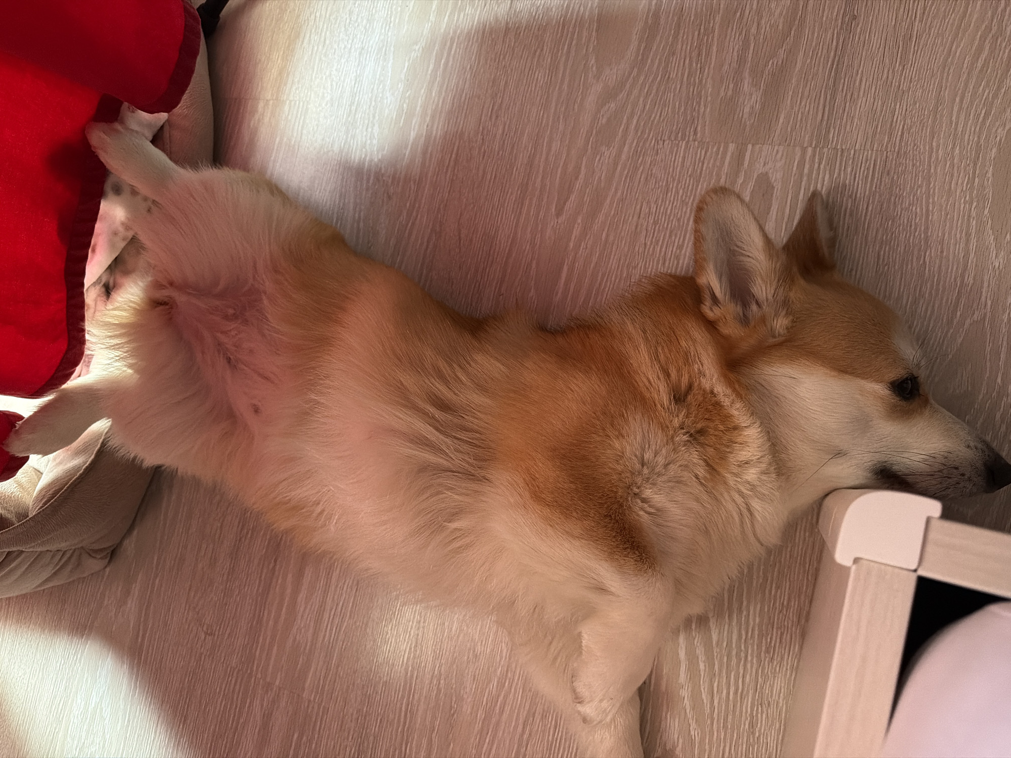 A Pembroke Welsh Corgi with tan, orange, and white fur lies supine on a light-colored wooden or laminate floor. Its belly is exposed, and all four paws are splayed upwards. The dog's head is oriented towards the bottom left, resting near the base of a light-colored furniture piece. In the background, a light-colored cushion or pet bed is visible, partially obscured by a section of prominent red fabric. A strong, warm light source from the upper left casts diagonal shadows across the floor. This scene is located within the city of Chaikovsky, Russia.