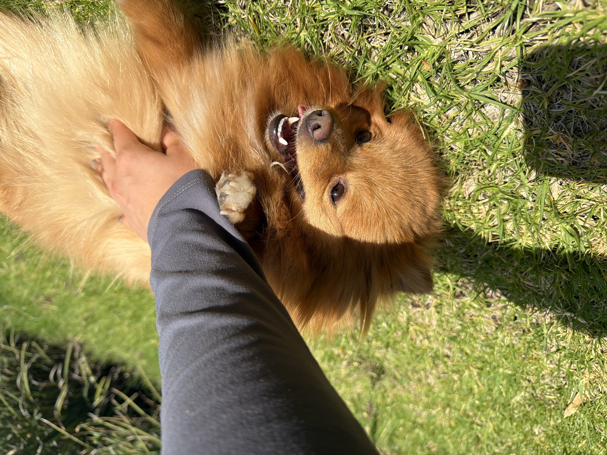 An eye-level shot captures a joyful moment between a person and a small, fluffy dog on a sunny day in San Bernardino Tlaxcalancingo, Mexico. The dog, likely a Pomeranian or similar breed, with golden-brown fur, is lying on its back on vibrant green grass, looking playfully up at the camera with its mouth slightly open, tongue peeking out, and eyes wide. Its paws are curled, one resting near the person's arm. A human hand, with lightly painted nails, is gently scratching or petting the dog's chest/belly area. The person is wearing a long-sleeved gray shirt, visible from the arm and sleeve.
The scene is outdoors, bathed in bright sunlight, creating strong shadows on the grass and partially across the dog's face, suggesting it's mid-day. The grass beneath them is lush and green, with some patches appearing drier or lighter in color. The overall mood is affectionate and lively, highlighting the interaction between pet and owner. No visible text is present in the image.
