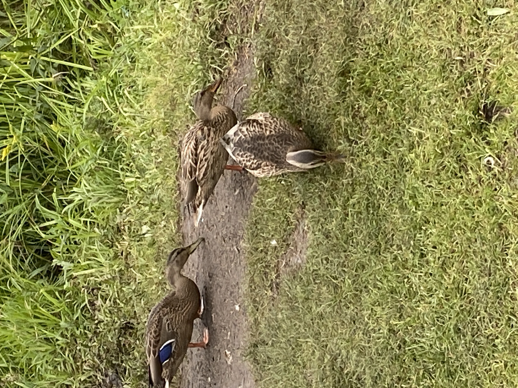 Three ducks are visible in an outdoor environment. One duck, on the left, is walking on muddy ground, its head down, and has blue iridescent feathers on its wing. Another duck, in the middle, is also on muddy ground, bending its head to eat or drink. A third duck, in the foreground, faces away from the camera, with its head down, appearing to forage in the grass. The ground is a mixture of mud and green grass, with dense green foliage in the background. The image is taken at ground level.