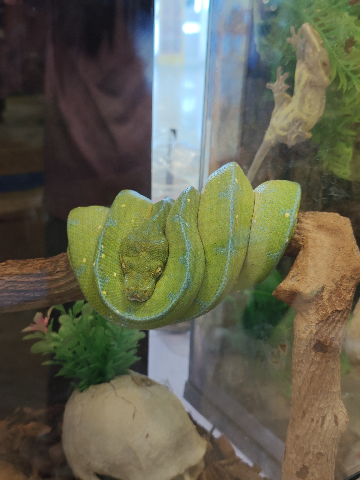 In Thep Krasatti, Thailand, a coiled green snake with yellow spots rests on a branch in a terrarium. Behind the snake, a gecko is perched on green foliage, and a person's reflection is visible on the glass. The terrarium also contains a faux plant and a skull-shaped ornament.