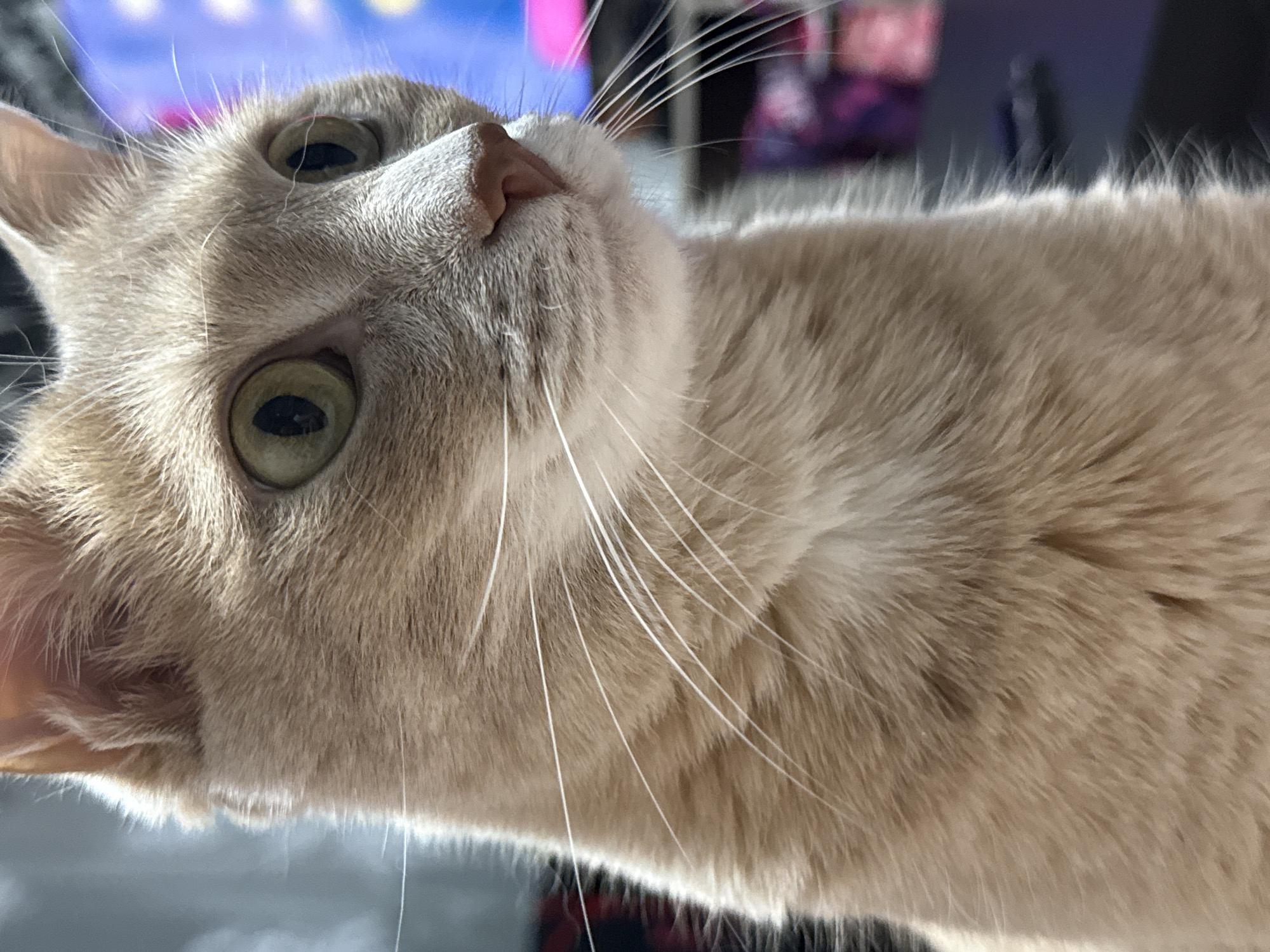 A close-up, slightly angled shot of a light-furred cat with light green eyes. The cat's head is tilted upwards, with a focus on its facial features, including its nose and whiskers. The background is blurred and suggests an indoor environment, possibly with a television screen visible. The location is unknown.