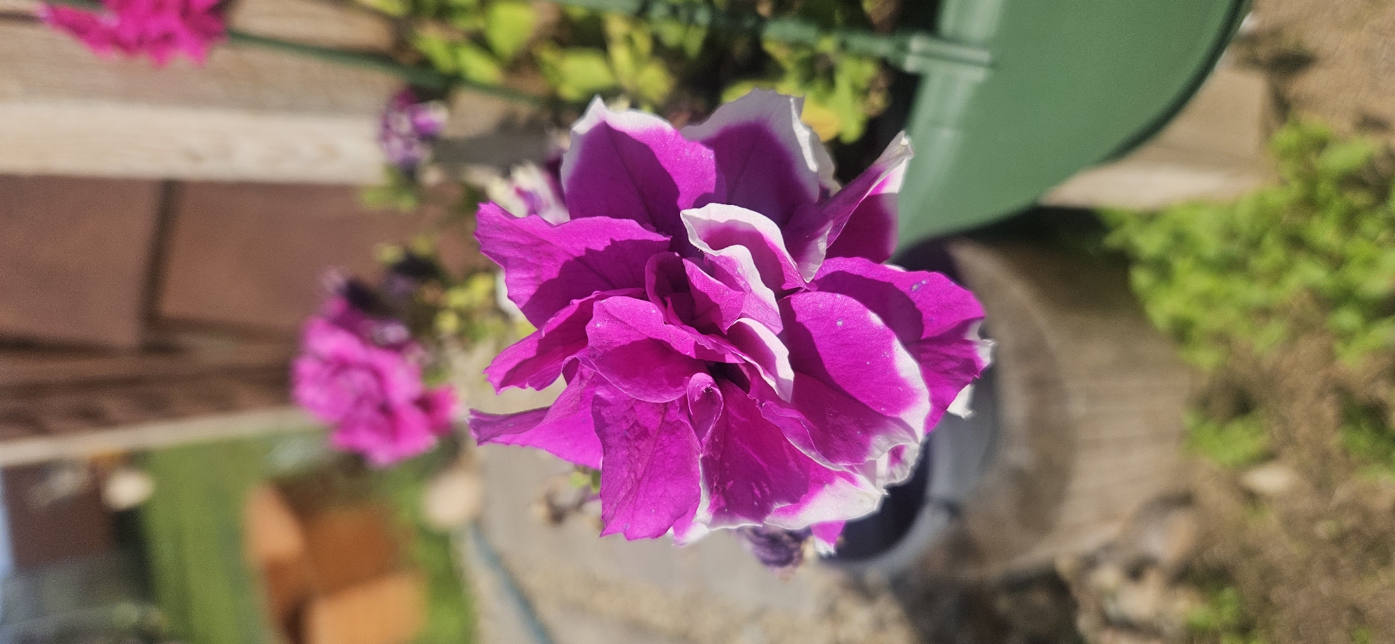 A close-up, eye-level shot shows a vibrant fuchsia and white petunia flower in full bloom. The flower's petals are layered and ruffled, with a distinct white edge that fades into the fuchsia color. The background is softly blurred, suggesting an outdoor setting with hints of greenery, a weathered wooden structure, and a brown pot. The lighting indicates a sunny day, casting soft shadows on the petals. The context suggests this image was taken in an outdoor garden environment, possibly within the Мазалаўскі сельскі Савет region of Belarus, given the user's prompt.