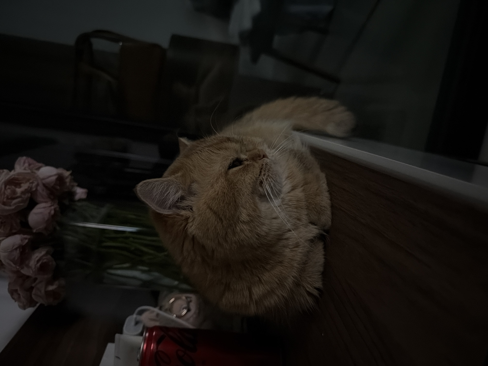 In a dimly lit room, possibly an apartment in Đà Nẵng, Vietnam, an orange cat is curled up on a wooden surface, likely a desk or shelf. The cat is facing to the right, with its eyes partially closed and a relaxed posture. To the left of the cat, a red Coca-Cola can is visible, along with a bouquet of pale pink roses in a glass vase. The background is dark and out of focus, suggesting the lighting is subdued. The overall atmosphere is quiet and domestic.