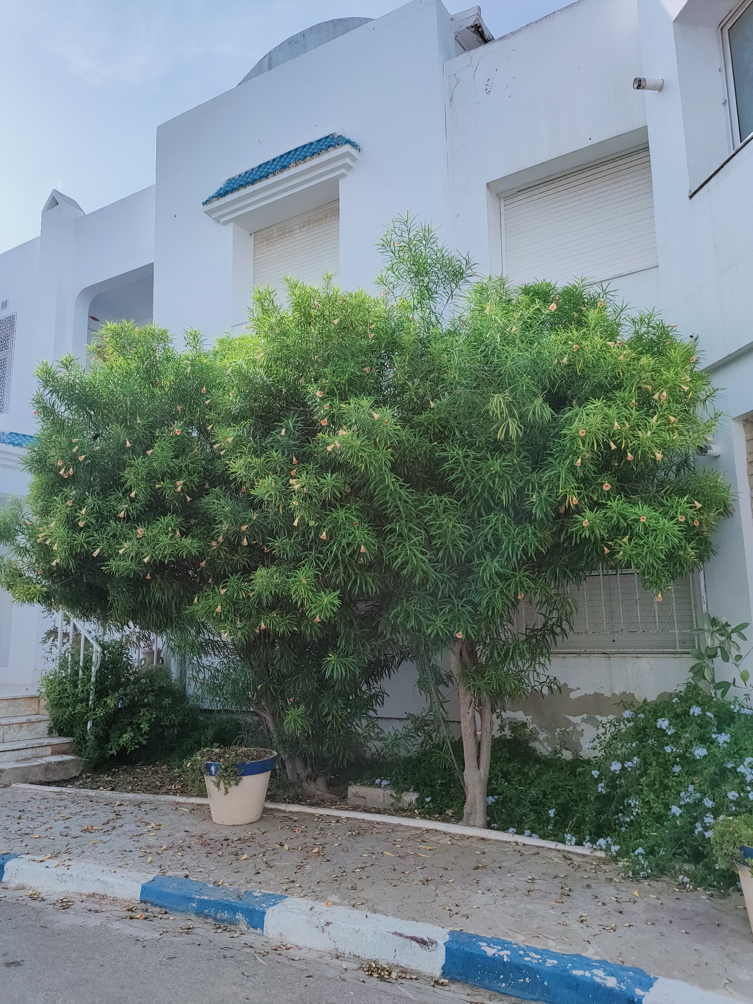 The image depicts a building with white stucco walls and blue tiled accents above a window. In front of the building, a large green tree with small, pale orange flowers is in bloom. The tree is in a paved area with a sidewalk that has blue and white painted curbs. Scattered leaves are on the pavement. To the right of the tree, there is a bed of small blue flowers. The scene appears to be located in the city of Mrezga, Tunisia. There are no people visible in the image.