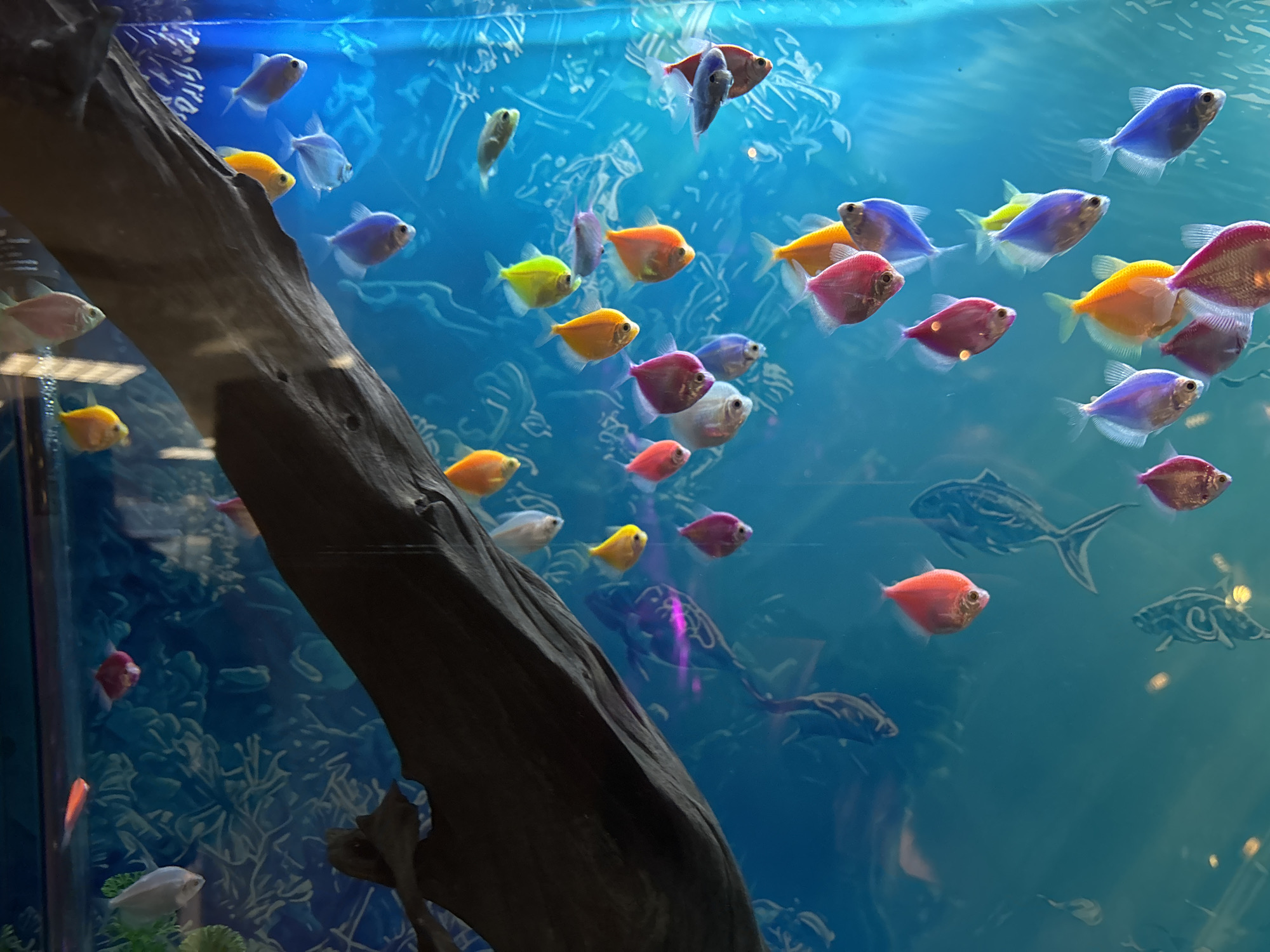 The image depicts a freshwater aquarium filled with colorful GloFish tetras. The fish are various colors, including pink, orange, yellow, green, blue, and purple. A large piece of dark driftwood is on the left side of the tank. In the background, there is a patterned backdrop. There are no people visible in the image. The location is unknown but speculated to be in Plovdiv, Bulgaria.