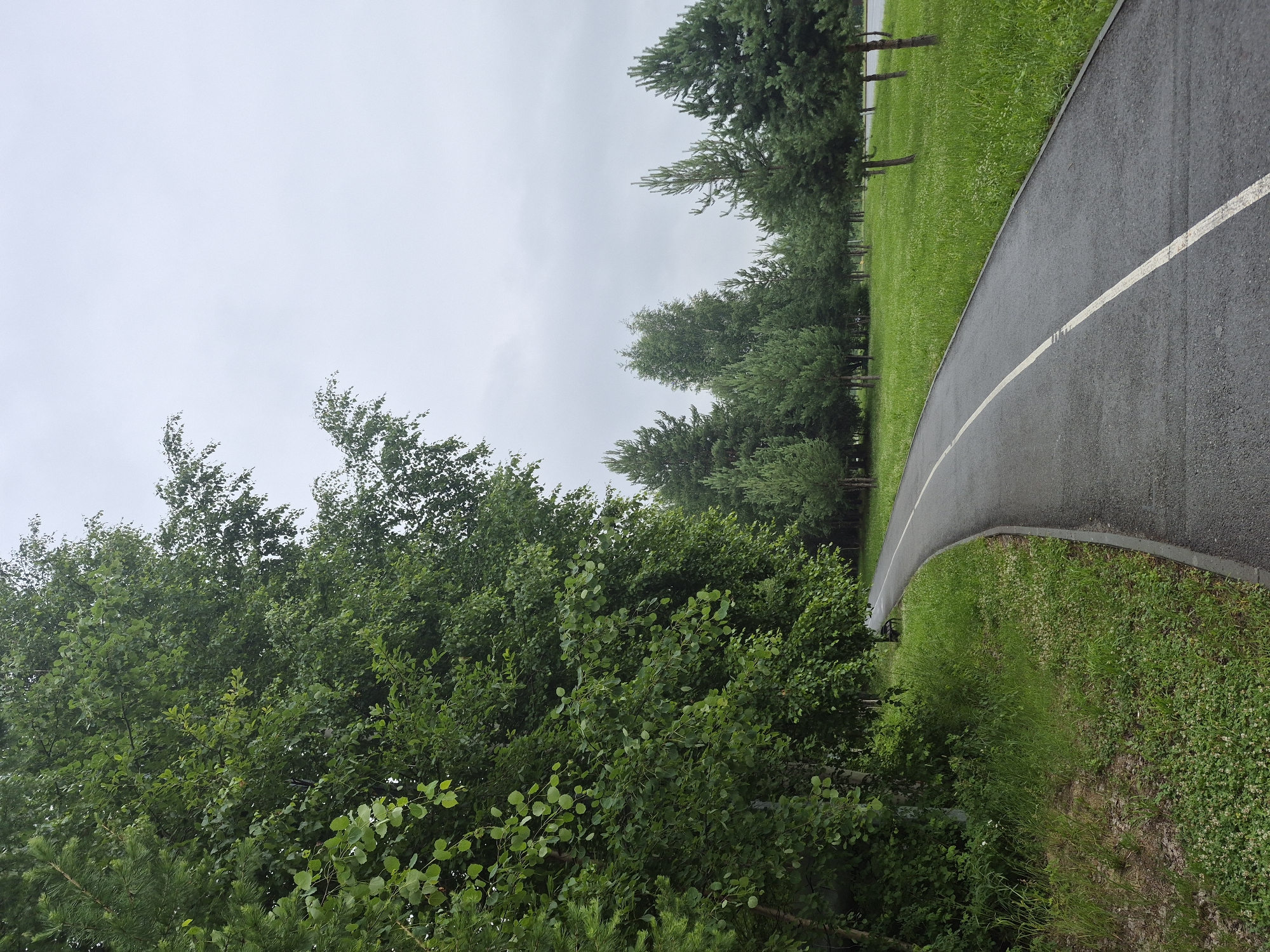 The image depicts a paved pathway curving through a green park area. On the left side of the pathway, dense green foliage from large trees overhangs. The pathway itself is dark asphalt with a white line marking its center. Beyond the pathway to the right, a well-maintained lawn stretches out, dotted with several coniferous trees of varying heights. The sky is overcast and a light gray. The scene is consistent with a public park or recreational area, potentially within the city of Nyagan, Russia, given the surrounding vegetation. There are no people or animals visible in the image, and no discernible activity is taking place. The overall impression is one of a peaceful, natural environment on a cloudy day.
