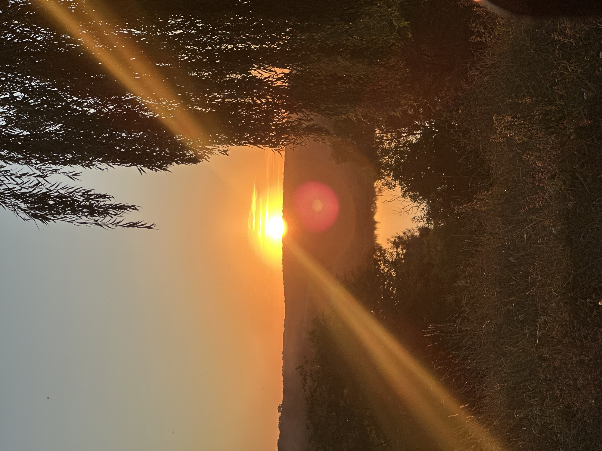 A photograph captures a serene sunset in Makiv, Ukraine. The sun, a bright orb of light, is positioned near the horizon, casting a warm, orange glow across the sky and landscape. Rays of sunlight pierce through the branches of a weeping willow tree, creating a dramatic visual effect. The foreground is filled with tall, dry grass, suggesting a rural or natural setting. In the mid-ground, rolling hills are covered with trees, leading to a body of water that reflects the golden hues of the sunset. The overall atmosphere is peaceful and tranquil, highlighting the beauty of nature at dusk.