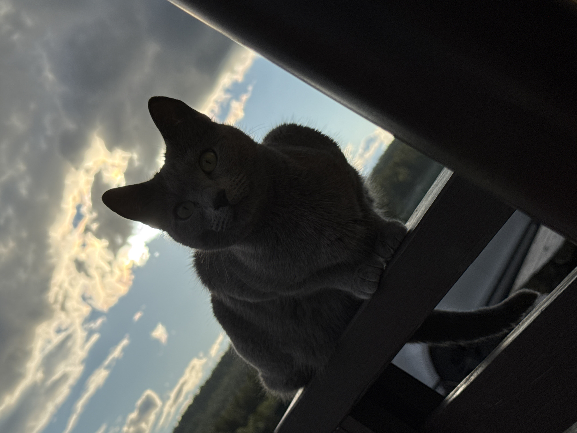 A close-up, low-angle shot captures a grey cat with striking green eyes perched on a dark wooden railing. The cat is silhouetted against a dramatic sky filled with swirling clouds, some tinged with the golden hues of sunset or sunrise. Sunlight breaks through the clouds, creating an ethereal glow. In the background, a hint of greenery suggests trees and a body of water, possibly a lake or river, and a distant hillside. The composition is framed by the dark, out-of-focus shapes of the railing and another dark, cylindrical object on the right, adding depth and drawing focus to the feline subject. The image was taken outdoors, likely at dusk or dawn, in an unspecified outdoor location.