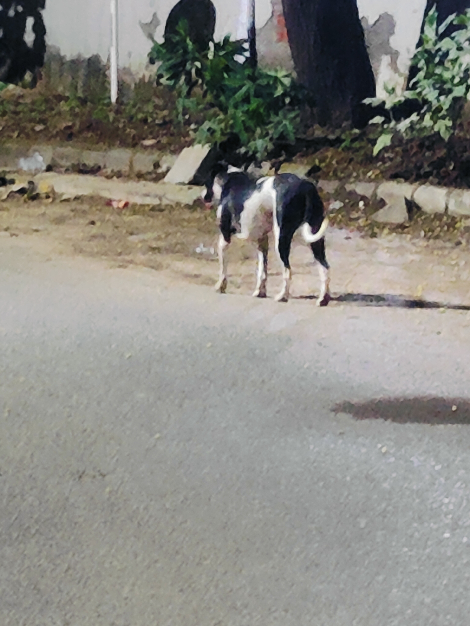 A black and white dog stands on a paved road in Gurgaon, India. The dog is facing away from the camera and is in the middle of the frame. The dog has a medium-length coat and a tail that curves upwards. The road is asphalt and appears to be in good condition. To the left of the dog is a patch of dirt and overgrown vegetation. In the background, there are some buildings and trees. The image appears to have been taken at night or in low light conditions, as there are shadows visible on the road.