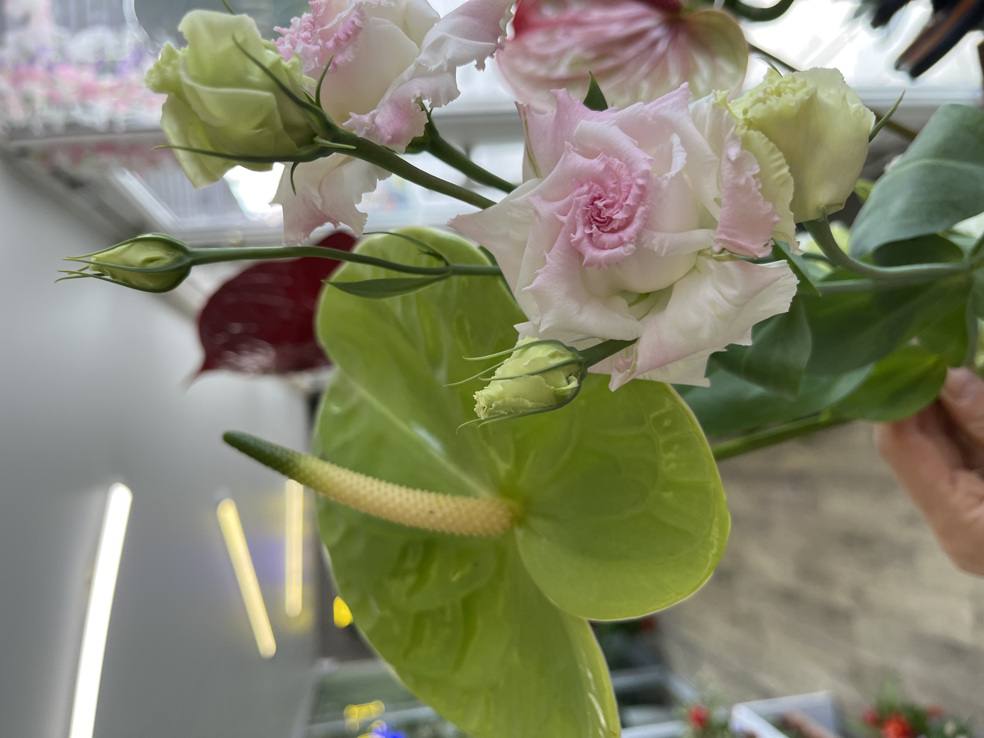 A close-up, shallow depth of field shot captures a bouquet of flowers held by a person's hand. In the foreground, a large, waxy, heart-shaped green anthurium spathe with a yellow spadix is prominent. To the right, a cluster of light pink and white lisianthus flowers with ruffled petals are in bloom, along with several buds. The background is blurred, showing fluorescent lights on a ceiling, a red anthurium flower, and a hint of a window with light streaming through. The overall impression is of a vibrant floral arrangement, likely indoors. The location is not discernible from the image.