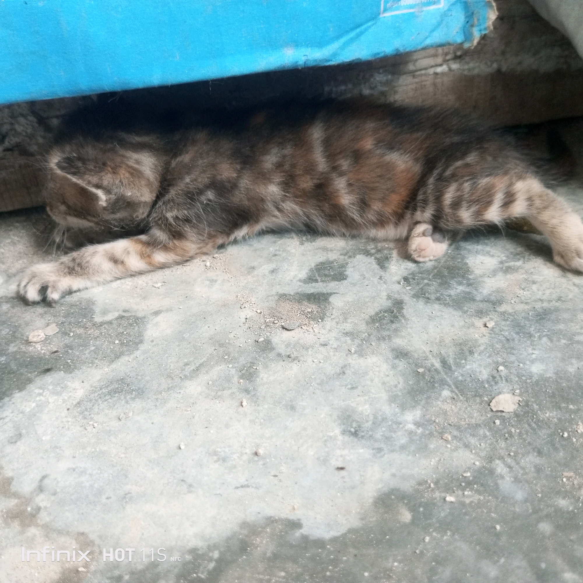 A domestic cat with tabby markings is lying down on a concrete floor. The cat is curled up, with its head resting on its paws. It appears to be asleep or resting. The concrete floor is grey and appears to be somewhat dirty, with some small pebbles and dust scattered on it. Behind the cat, there is a blue object, possibly a piece of plastic or fabric, and a rough, grey surface which could be a wall or another object. The scene is indoors or in a sheltered outdoor area. There is a watermark at the bottom left of the image that reads "Infinix HOT 11S NFC". The location is Sukaslamet, Indonesia.