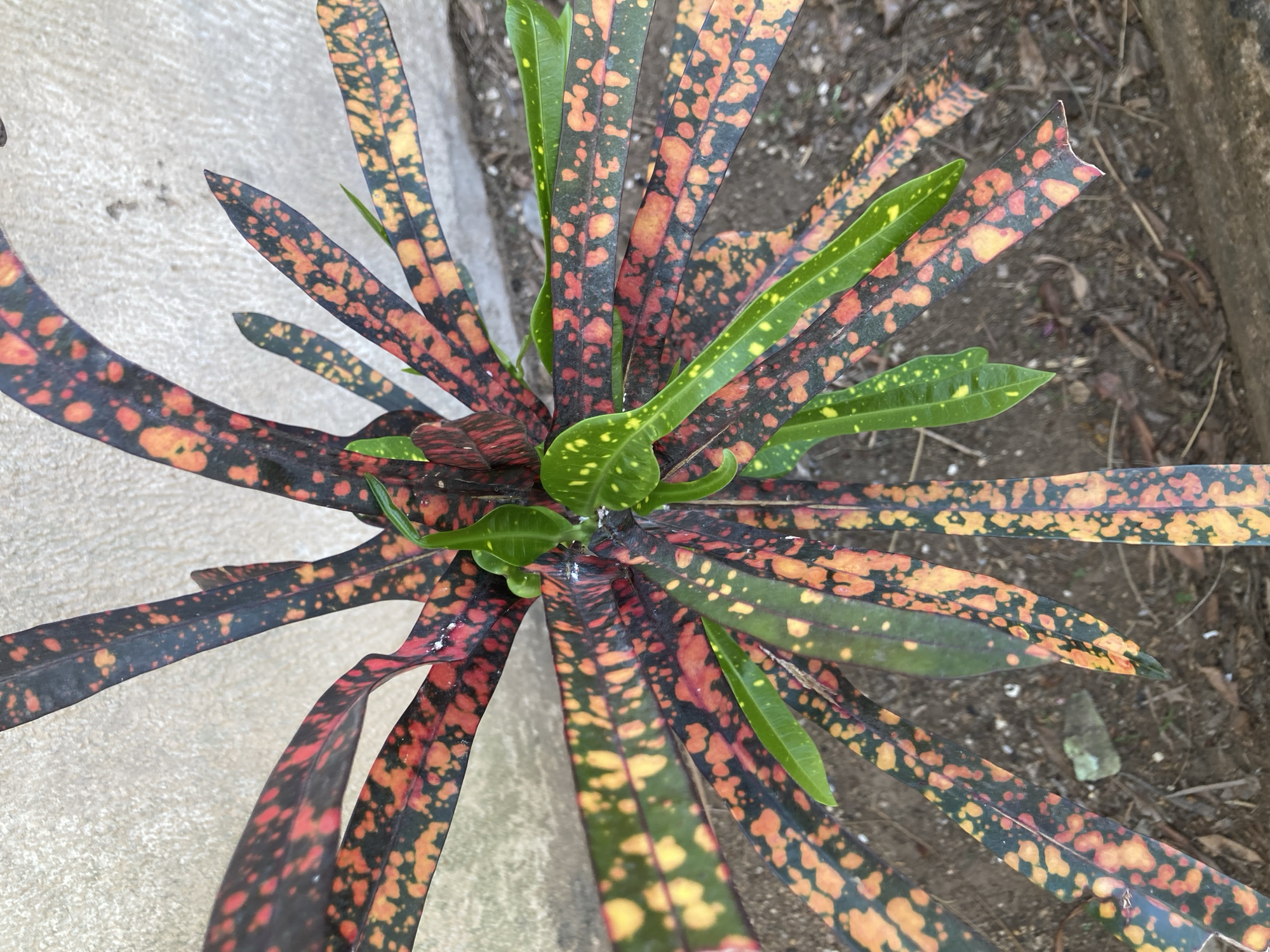 The image presents a top-down view of a Croton plant, notable for its variegated leaves displaying a mix of green, yellow, orange, red, and black coloration. The leaves radiate outwards from the center of the plant. The plant is situated outdoors, with a concrete surface visible on the left side of the frame and soil and some debris on the right. The photo was probably taken in Jos, Nigeria.