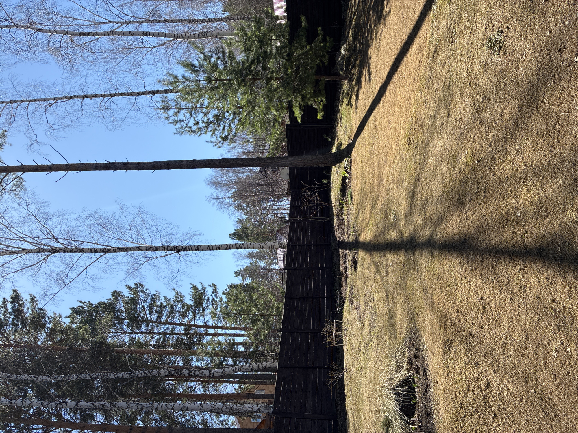 A landscape view shows a grassy yard bounded by a dark wooden fence. Several birch trees with white bark and bare branches are near the fence. One pine tree stands near the fence, casting a long shadow across the grass. The sky is blue and clear. The scene is located in the city of Unknown, Unknown.