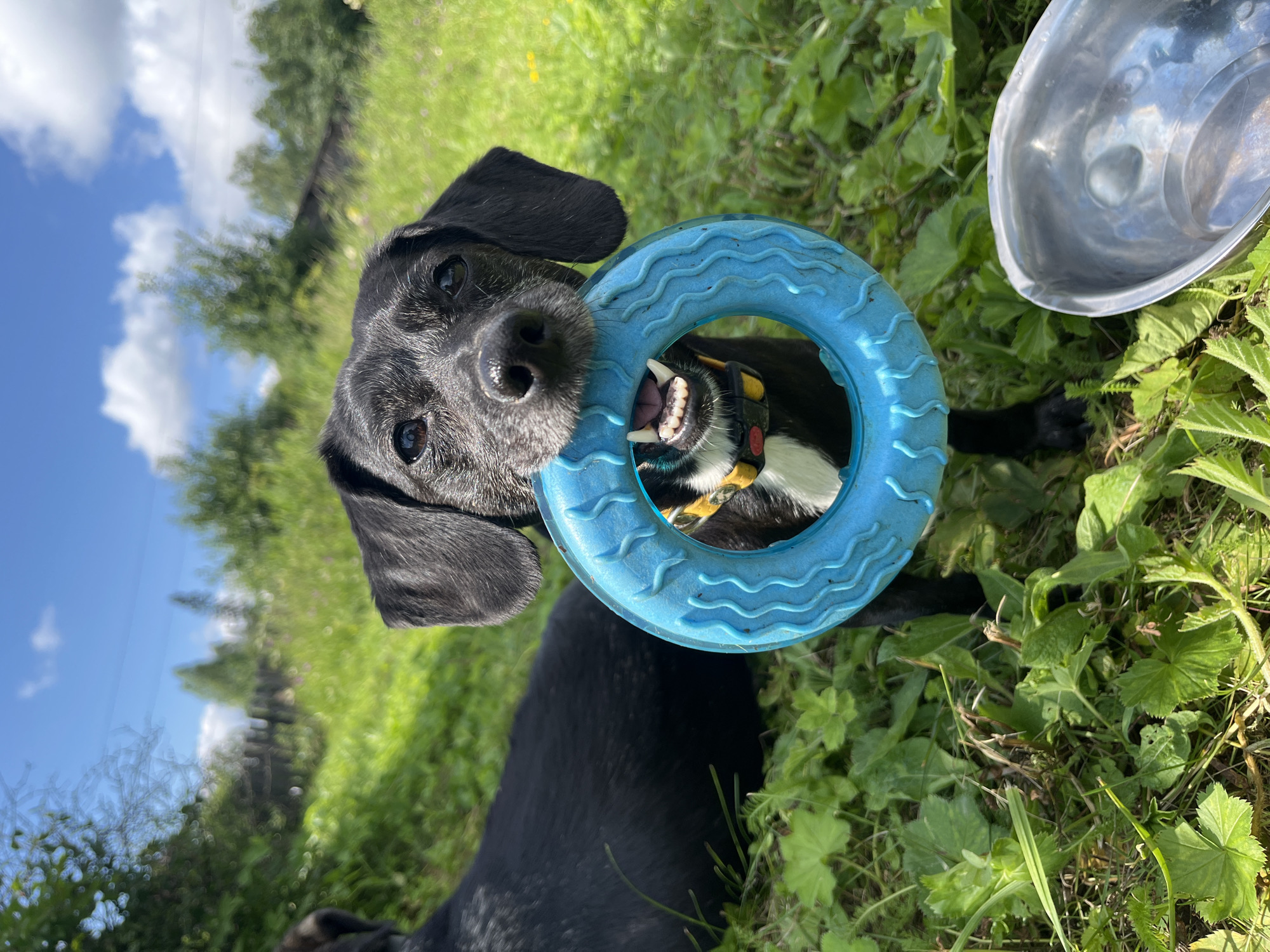 A black dog with a yellow and white collar holds a blue ring toy in its mouth. The dog is outdoors, sitting in a grassy area with green foliage. Another black dog is partially visible in the background, lying down. In the lower right corner of the image, a silver bowl is visible. The sky is blue with white clouds.