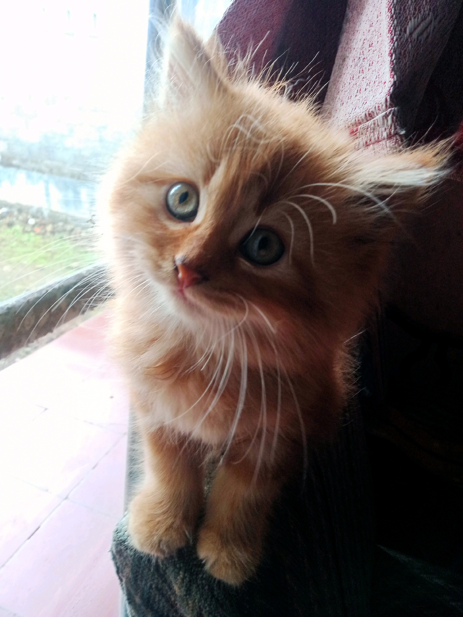 A fluffy ginger kitten sits on a dark, textured surface next to a window. The kitten's fur is light orange and wispy, particularly around its face and ears. Its large, green eyes are wide and attentive, with pupils dilated. The background visible through the window appears to be an outdoor scene with greenery and some structures. The lighting suggests it is daytime, with a bright light source coming from the left side of the image, creating some glare and washing out details in that area. The overall impression is of a close-up shot of a young cat in a domestic setting. The location is not determinable from the image itself.