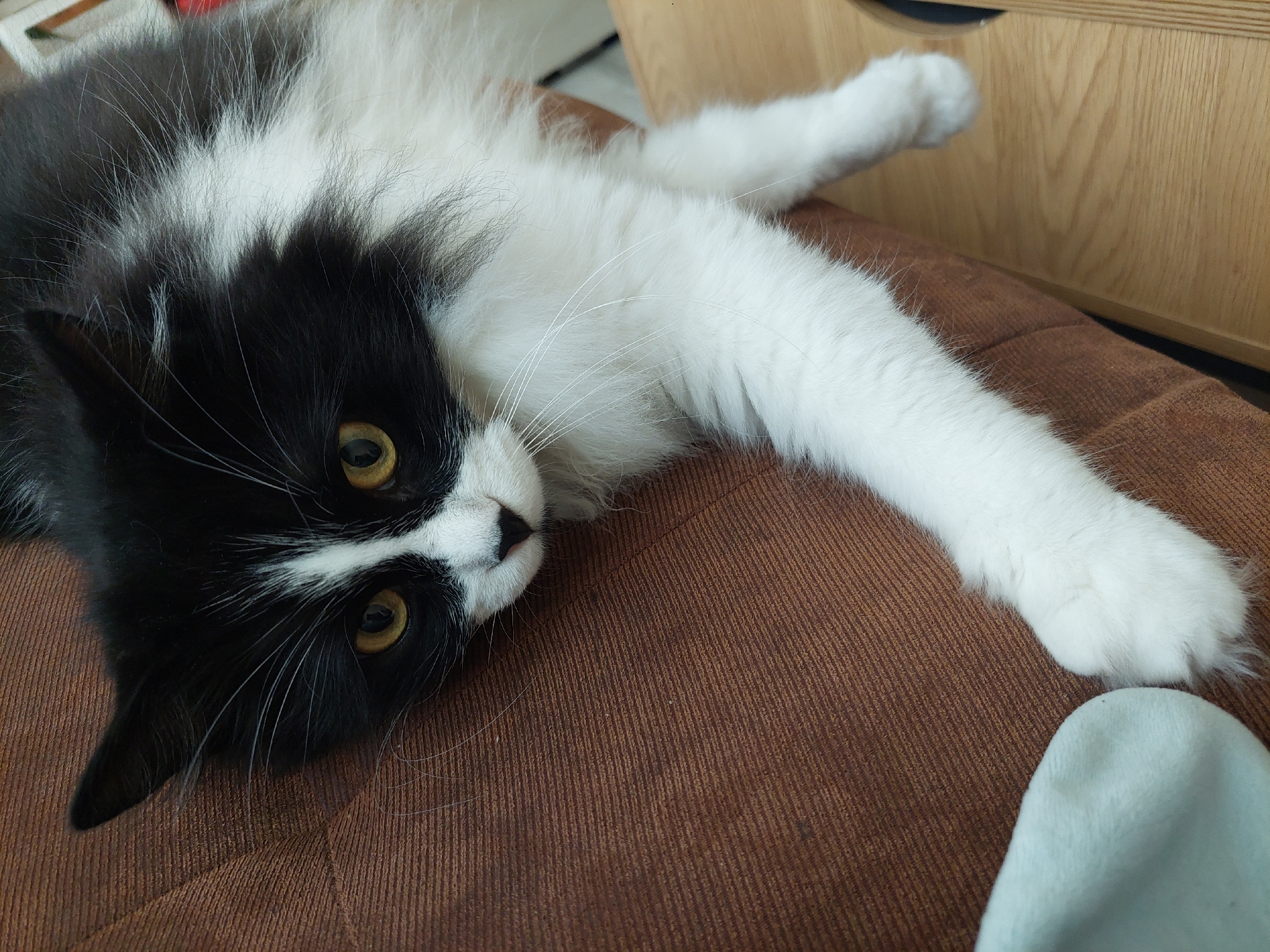 A black and white cat is lying on a brown surface. The cat's head is in the lower left corner of the frame. The cat's body extends towards the upper right corner. The cat has golden eyes. A light blue object is in the lower right corner. A wooden surface is visible in the upper right corner. The location is not apparent.