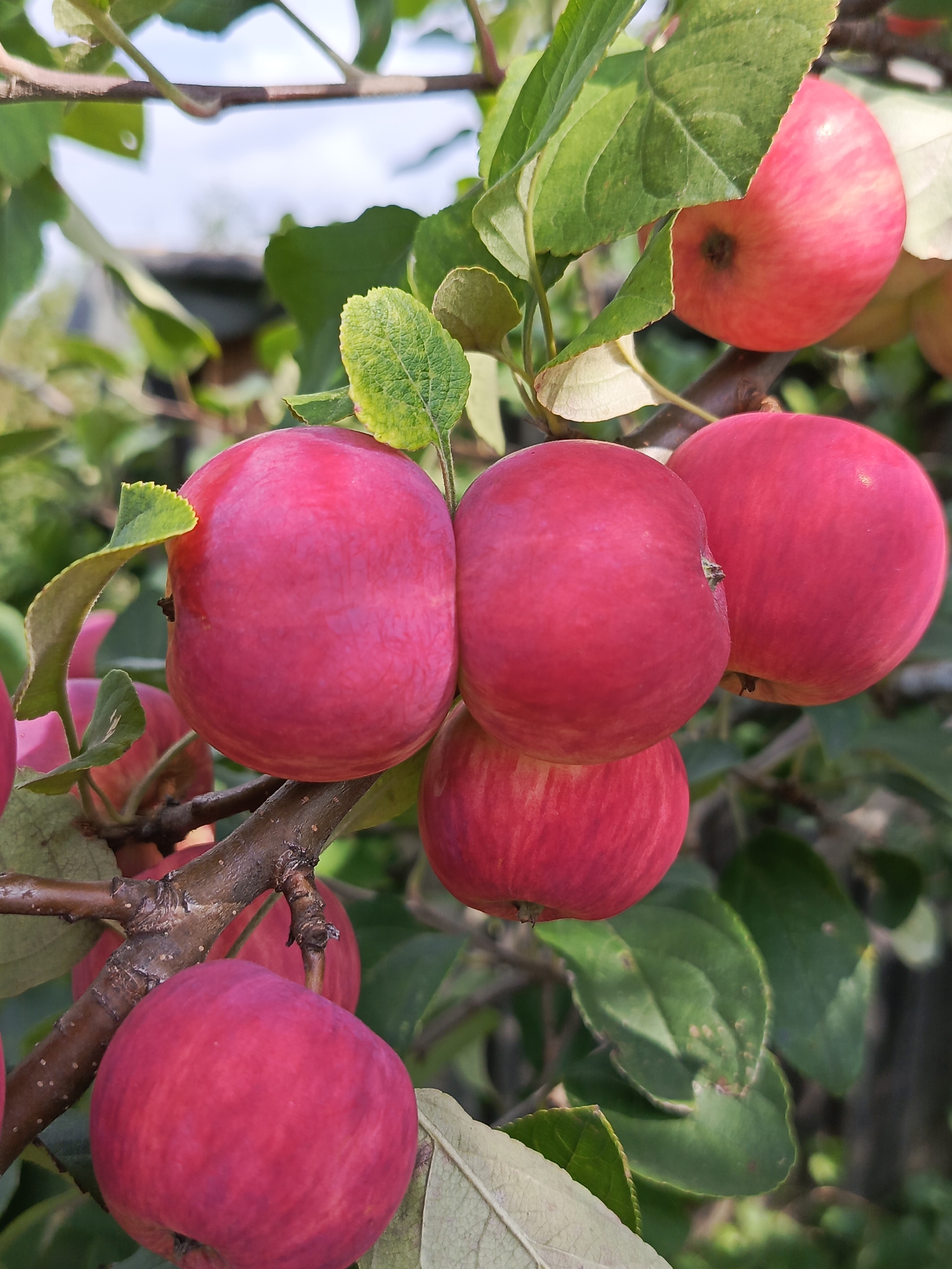 A close-up, eye-level shot focuses on a cluster of ripe, red apples hanging from a branch of an apple tree. The apples are plump and vibrant, with some showing subtle streaks of lighter red. Several green leaves surround the fruit, some partially obscuring the apples. The tree branch is rough and textured, with smaller twigs extending from it. The background is softly blurred, suggesting an outdoor environment with dappled sunlight filtering through the foliage. In the distance, a hint of a fence and some greenery can be discerned, indicating a garden or orchard setting in the city of Kauchuk Stantsiya, Russia.