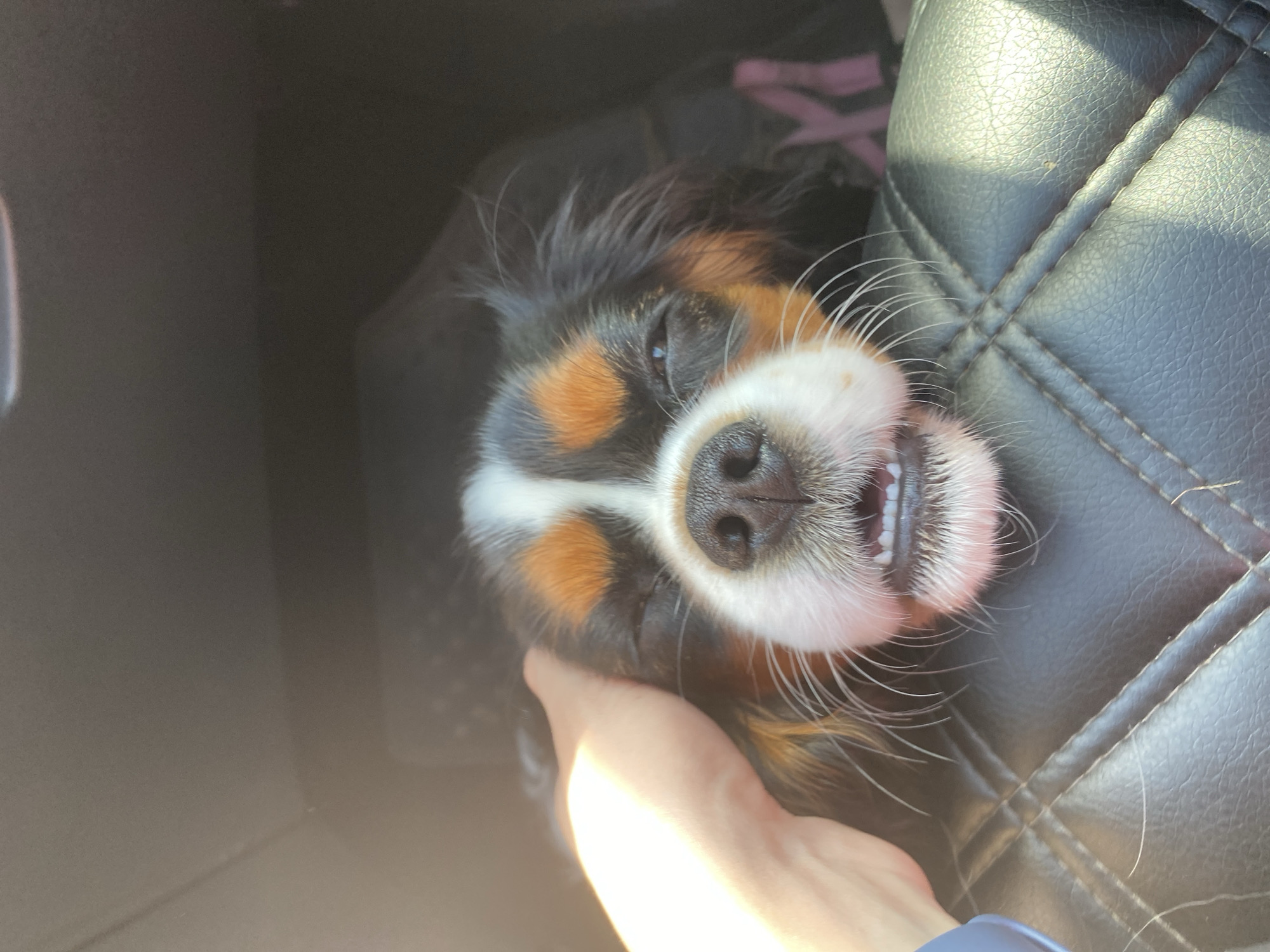 A close-up, eye-level shot shows a tricolor Cavalier King Charles Spaniel dog with its eyes closed and mouth slightly open, revealing its teeth. The dog is being petted by a person's hand on its head. The dog is resting on a black leather seat with a quilted pattern. The background is dark and appears to be the interior of a vehicle. The lighting suggests it is daytime, with some bright light casting on the dog's face and the hand. The image is cropped tightly on the dog's face and the interaction with the person. The location in Evsino, Russia, is not ascertainable from the provided image.