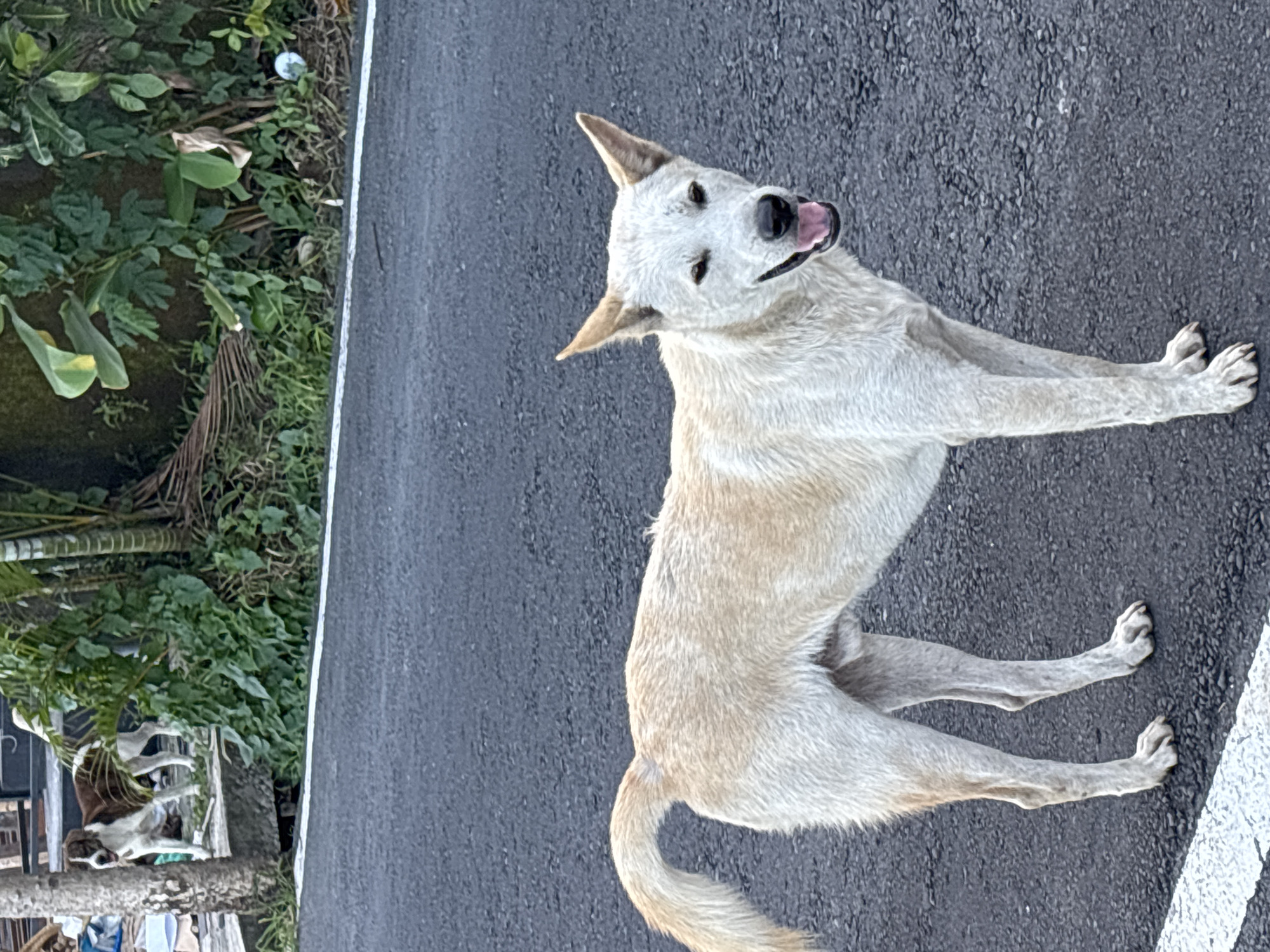 A tan-colored dog stands on a paved road with its head tilted back and tongue slightly out. The dog's posture suggests alertness and it is facing the viewer. To the left of the road is a vegetated area, and in the distance, two other dogs are visible in what appears to be a yard or residential setting. The location is in Mengwi, Indonesia.