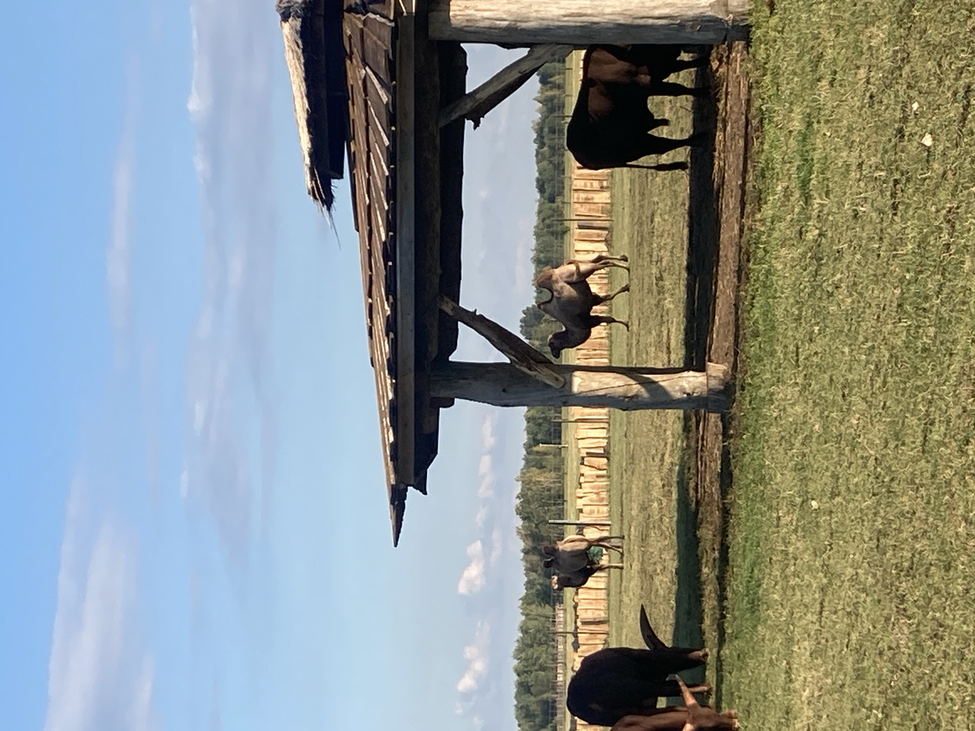 In Малахавецкі сельскі Савет, Belarus, under a bright blue sky with scattered white clouds, a rustic wooden structure with a thatched roof stands in the foreground, casting a shadow on a grassy field. Several camels are visible in the middle ground, one with two humps walking to the right, another with two humps facing left, and a third with two humps also facing left. A brown bull is partially visible to the right of the wooden structure, and another dark brown animal, possibly a bull or cow, is to the far left. A wooden fence runs across the middle ground, separating the animals' enclosure from a line of trees in the distance. The overall environment suggests a rural setting, possibly a farm or a zoo.