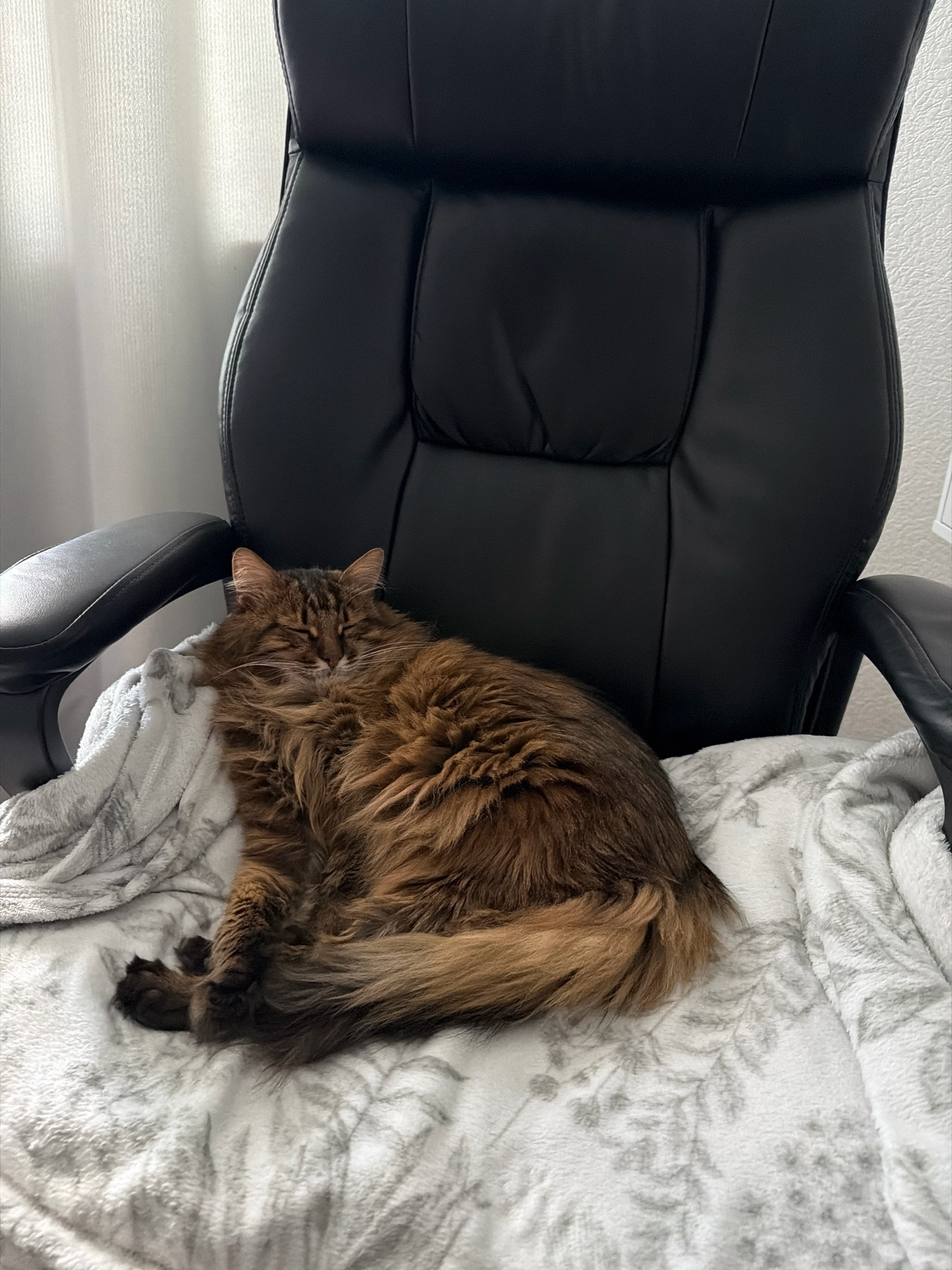 A long-haired, brown tabby cat is sleeping on a plush white blanket with a gray floral pattern. The blanket is spread across the seat of a black leather office chair. The chair has a high back and armrests. Sunlight is streaming in from the left, illuminating the cat and casting a shadow on the chair. The background is out of focus, showing a sheer white curtain and a textured wall. The scene appears to be indoors, likely in a home office or living space in Kyiv, Ukraine.