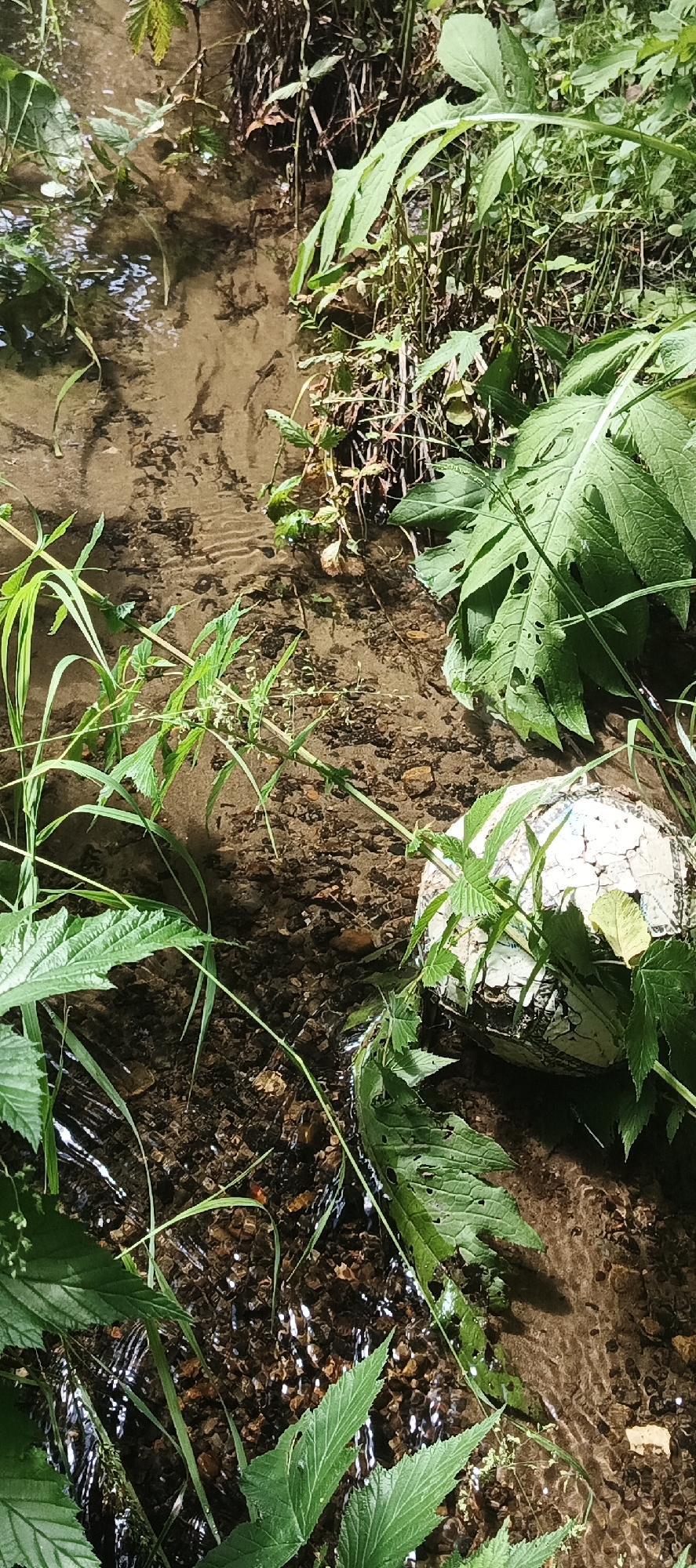 A partially submerged, weathered white and black soccer ball rests in a shallow, clear stream. The stream bed is composed of small, dark pebbles and sand. Lush green vegetation, including long grass and broad-leafed plants, surrounds the stream, with some plants dipping into the water. The water's surface is rippled, reflecting the sunlight. The scene is likely in a natural, outdoor setting within the city of Chaikovsky, Russia, possibly a park or a less developed area along a waterway. There are no people visible in the image.